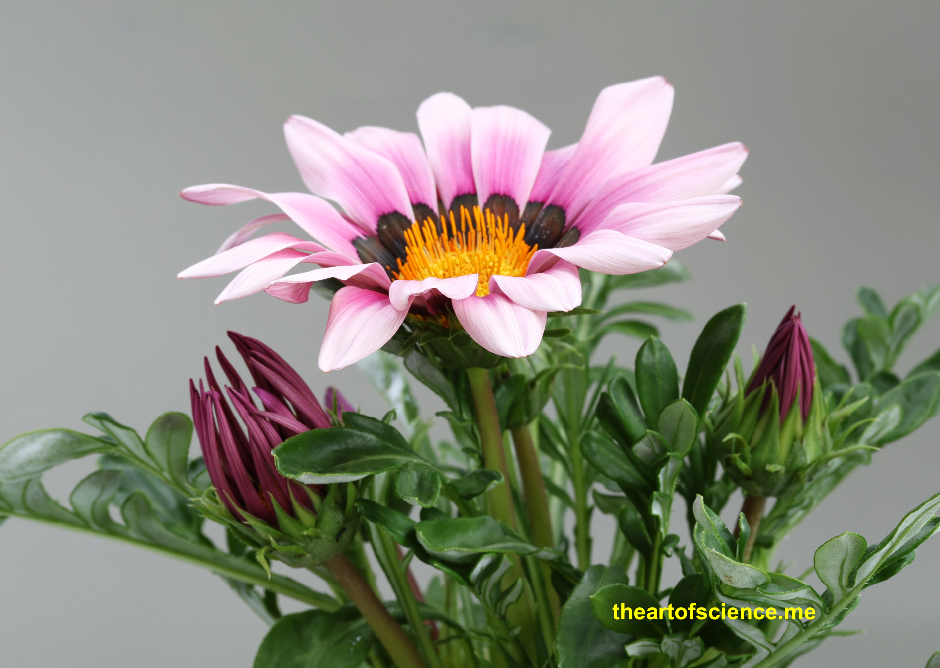 Gazinia, a day in the life.