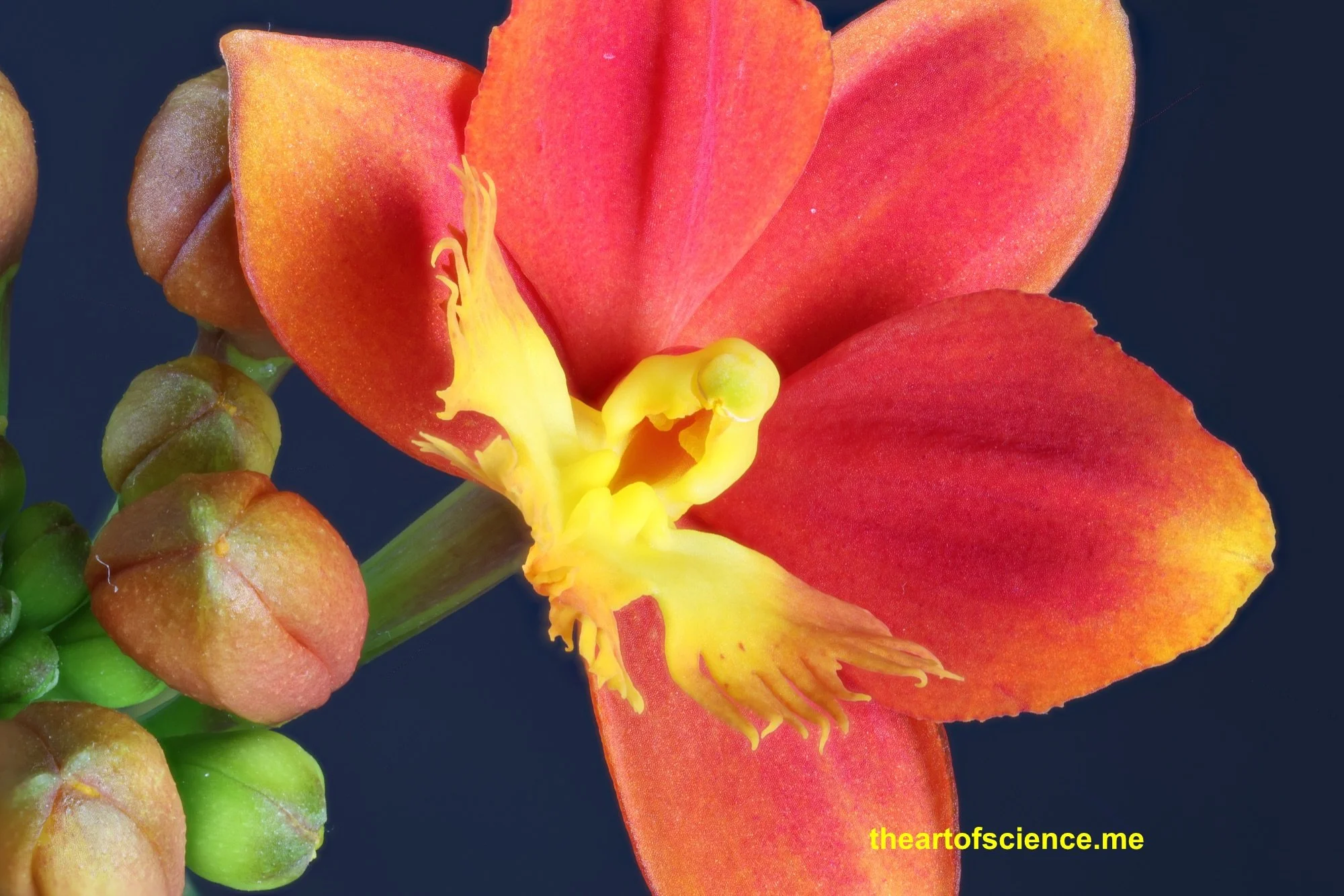 I’m a bird, I’m a plane, I’m Epidendrum Pacific Rose