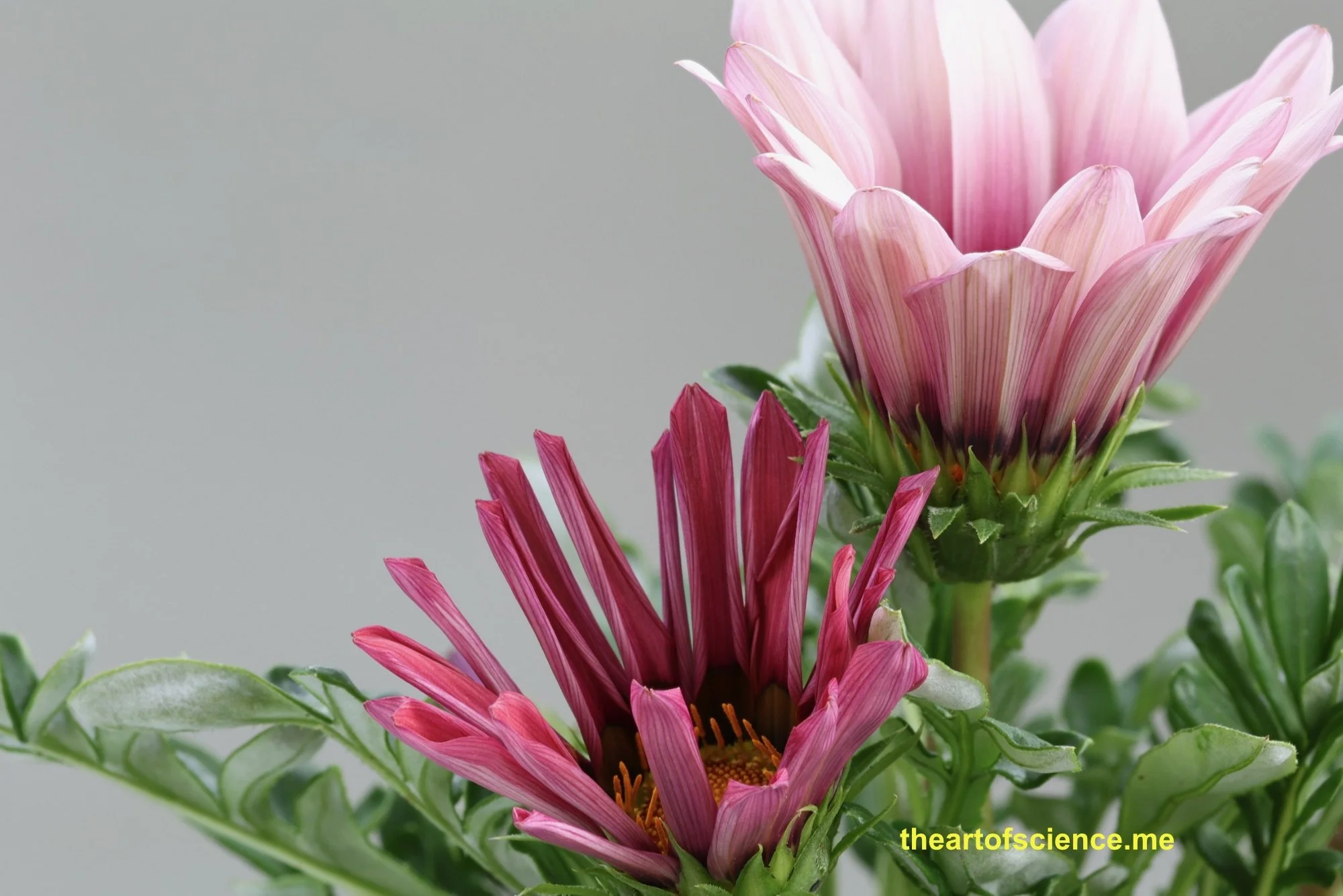 A gathering of Gazinias.