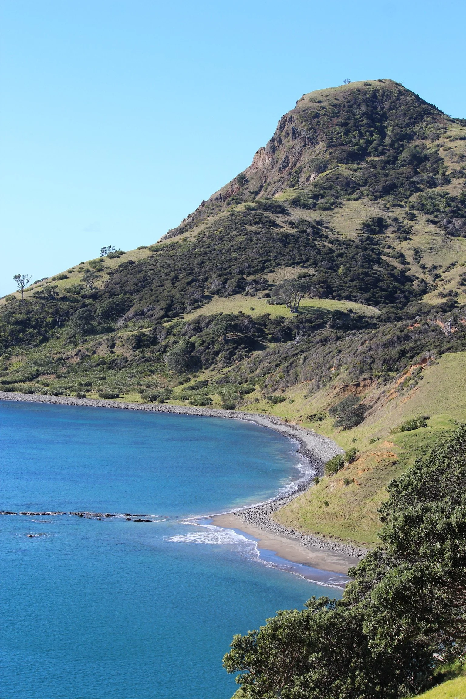 Waitete Bay on the Coromandel grew the biggest oysters ever.