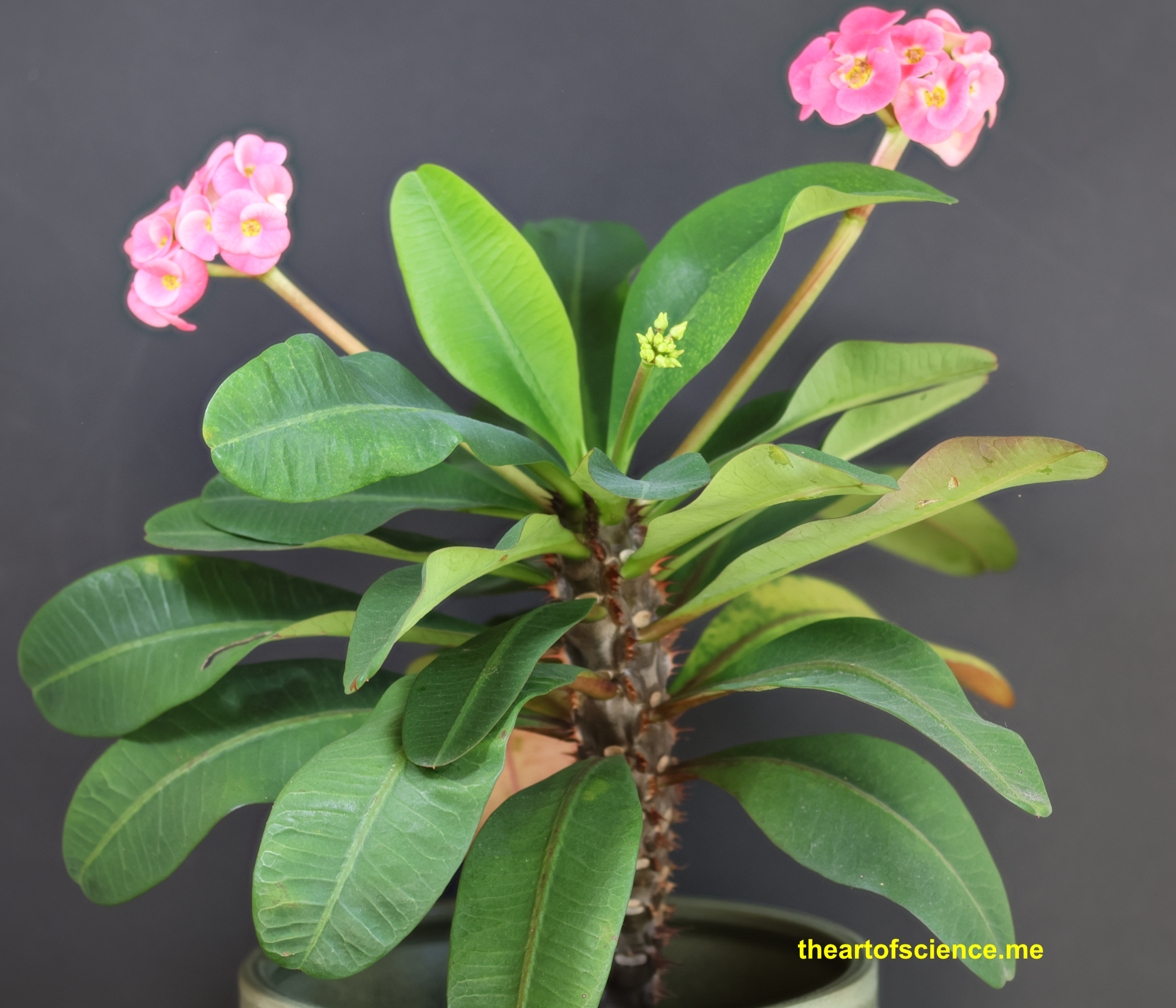 Euphorbia Milii buds and bud launchers.