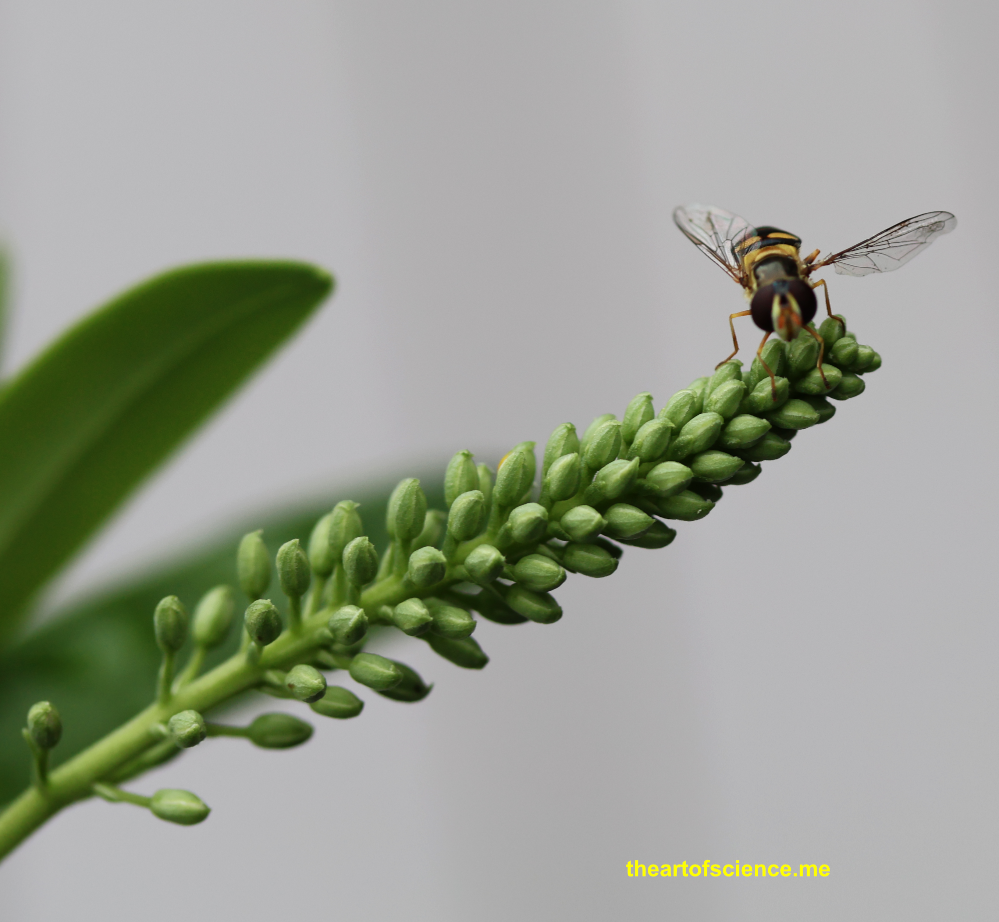 Baby wasps on Koromiko buds.
