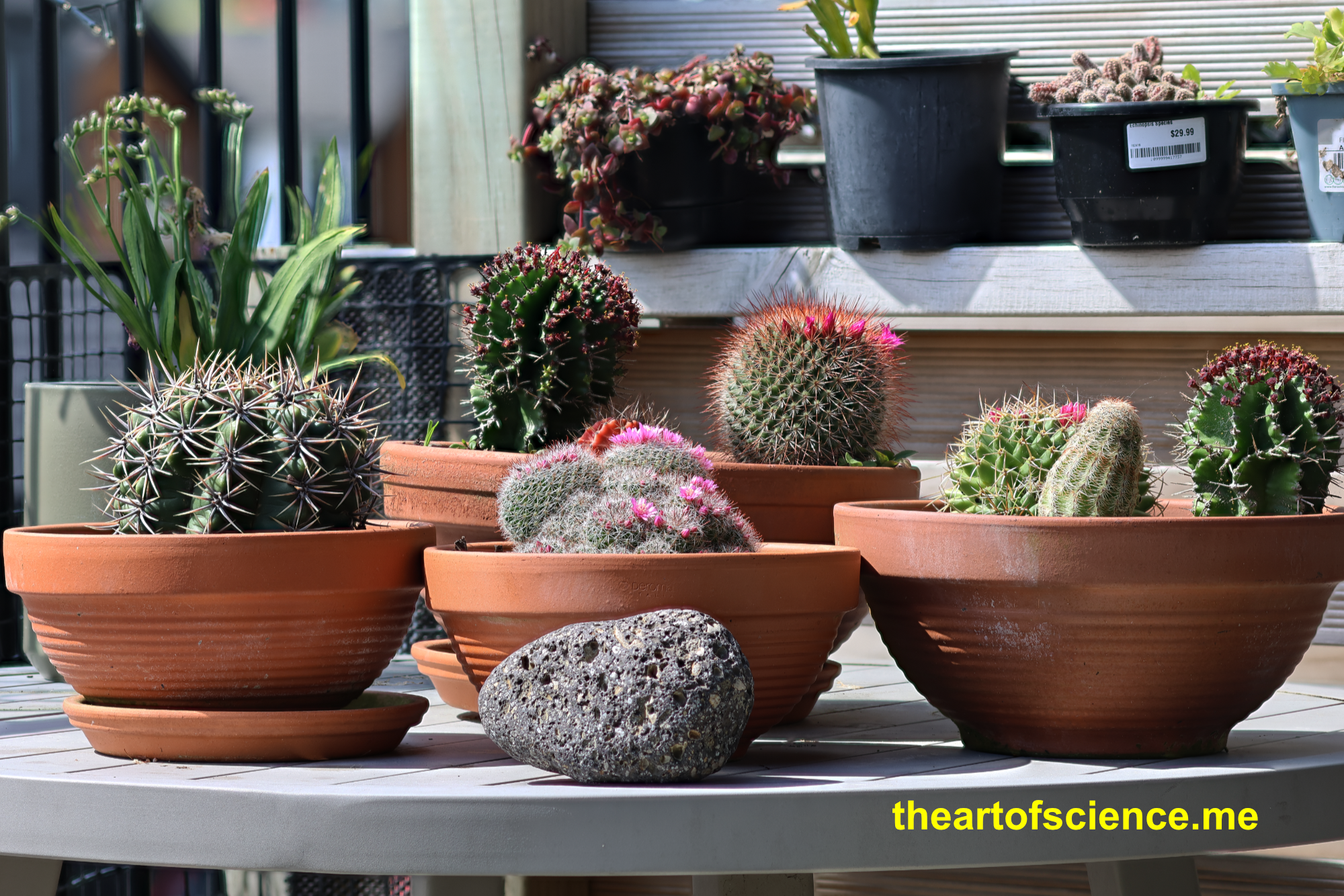 The cacti are focus stacked, the rock, time stacked.