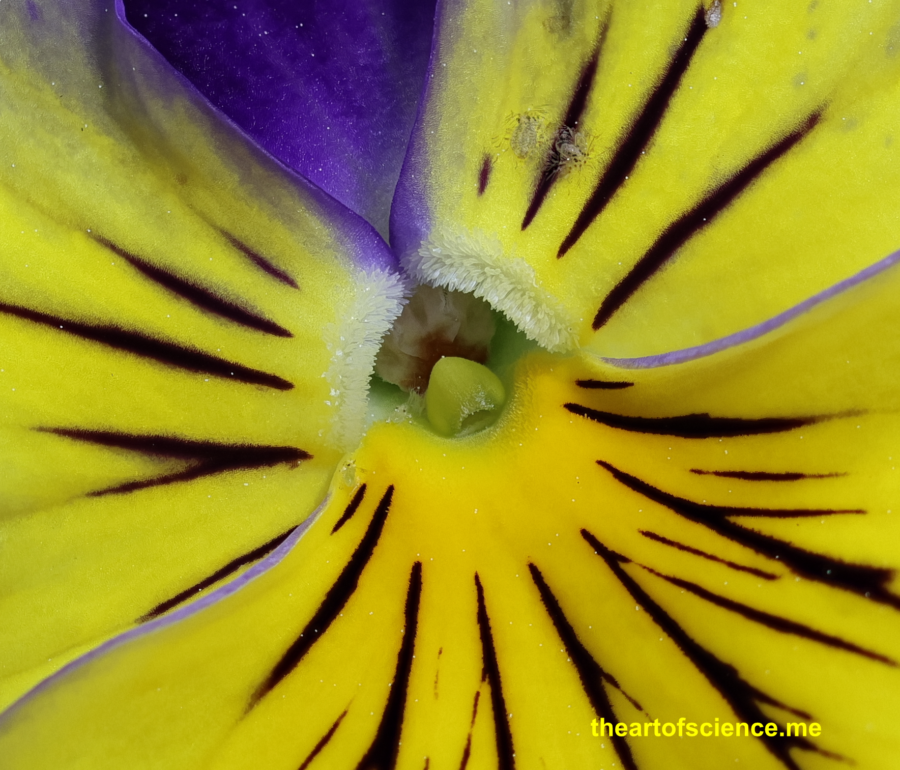 Pansy’s Progress.