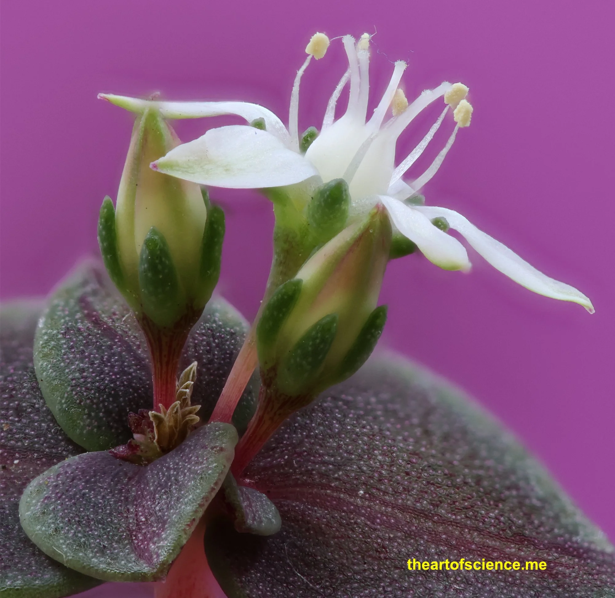 A first look at Crassula Pellucida.