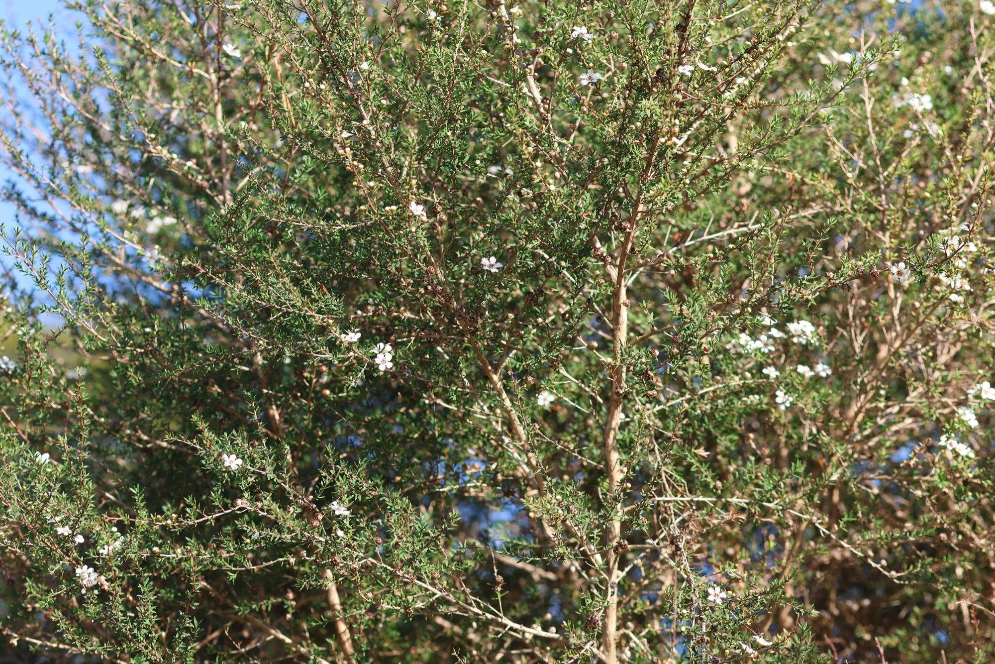 Manuka, tiny white flowers.