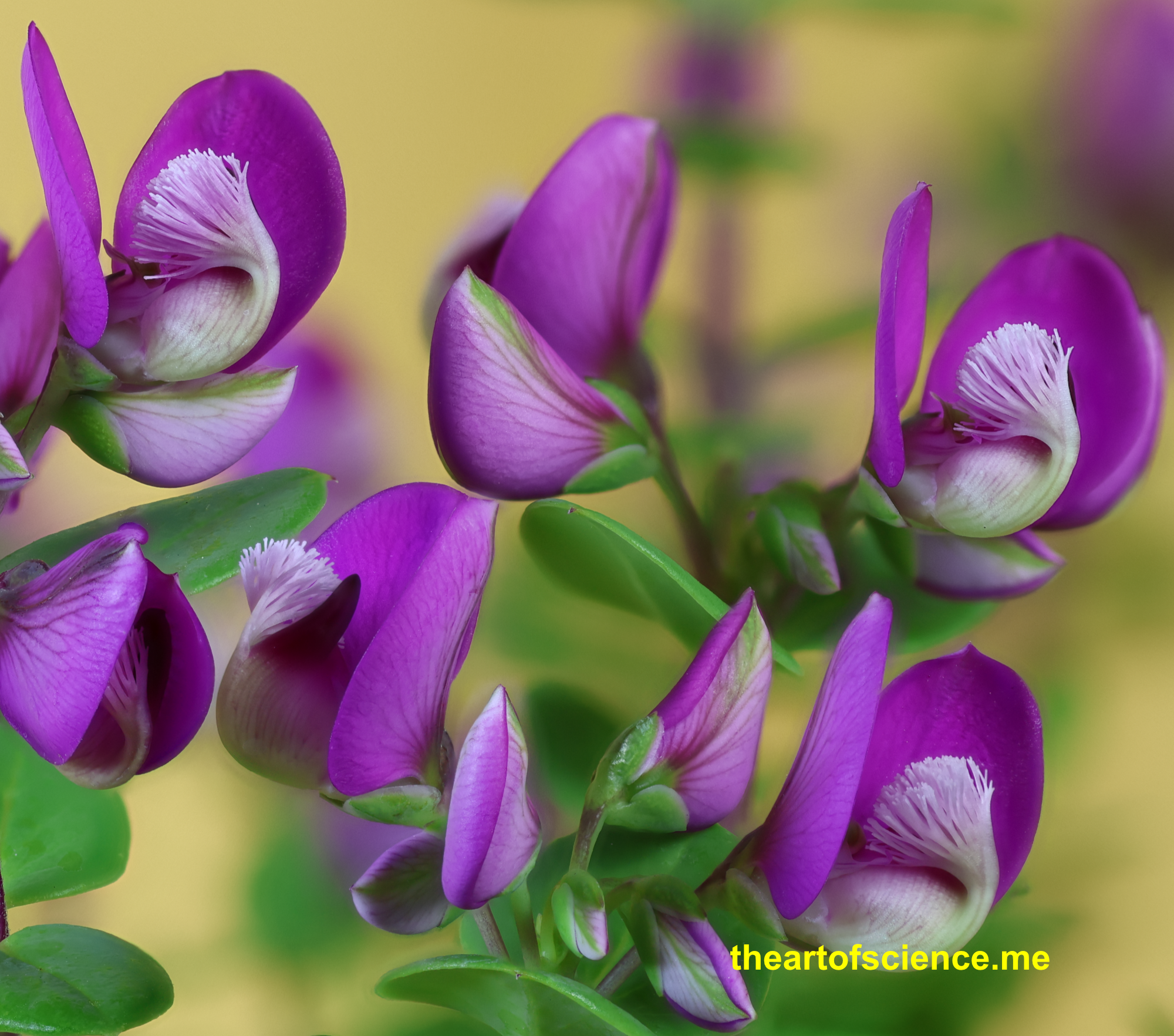 Polygala Unplugged