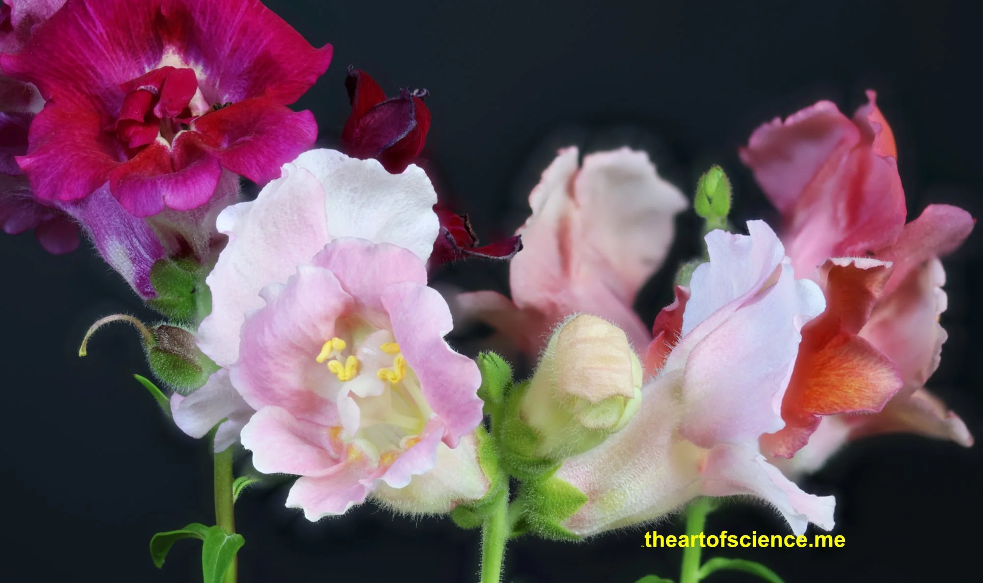 An Antirrhinum kit set unpacking in the sun.