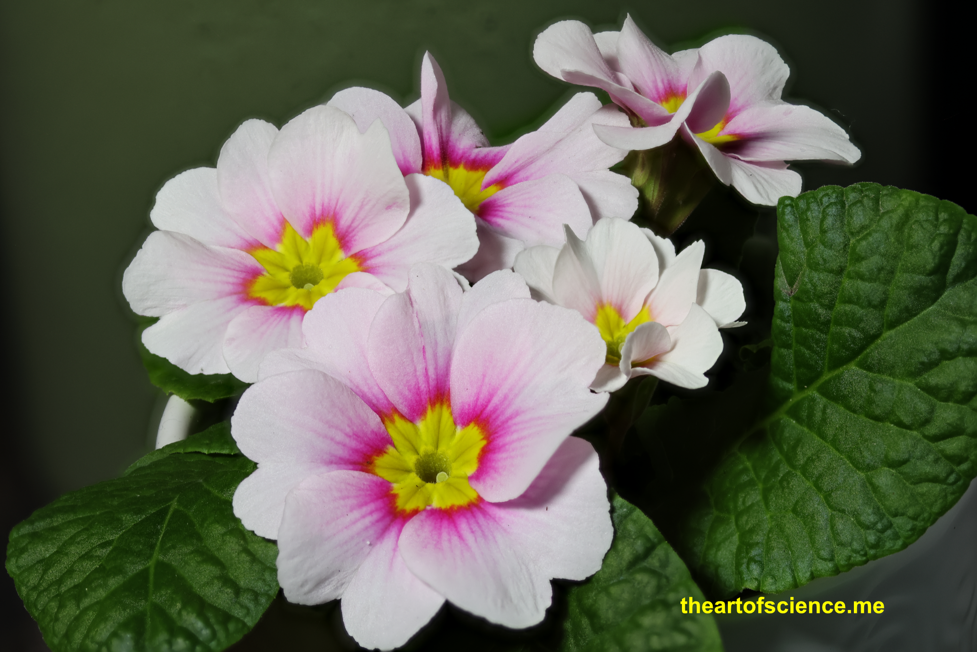Primrose deep dive.