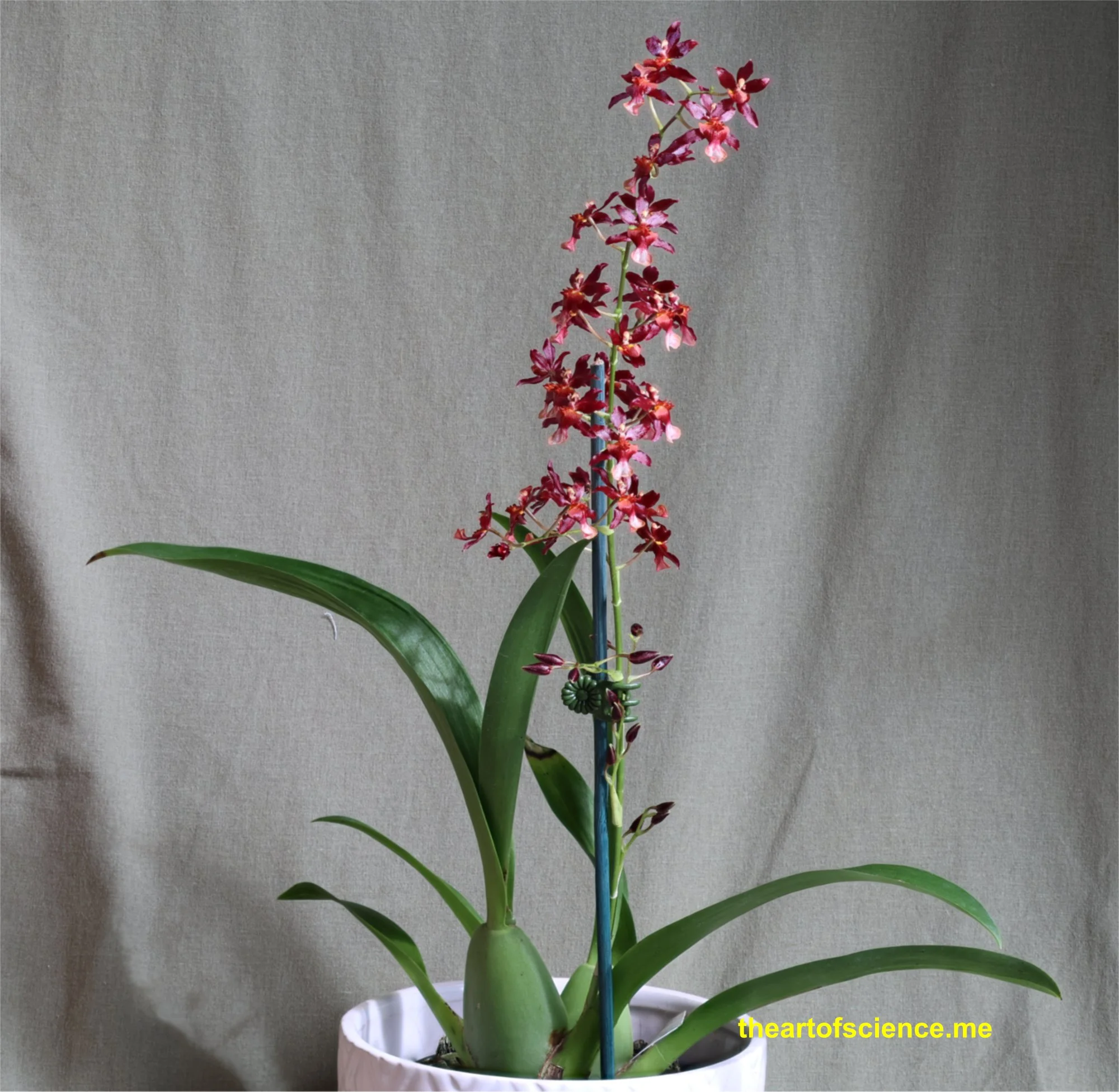 Remove the hoodie Oncidium.