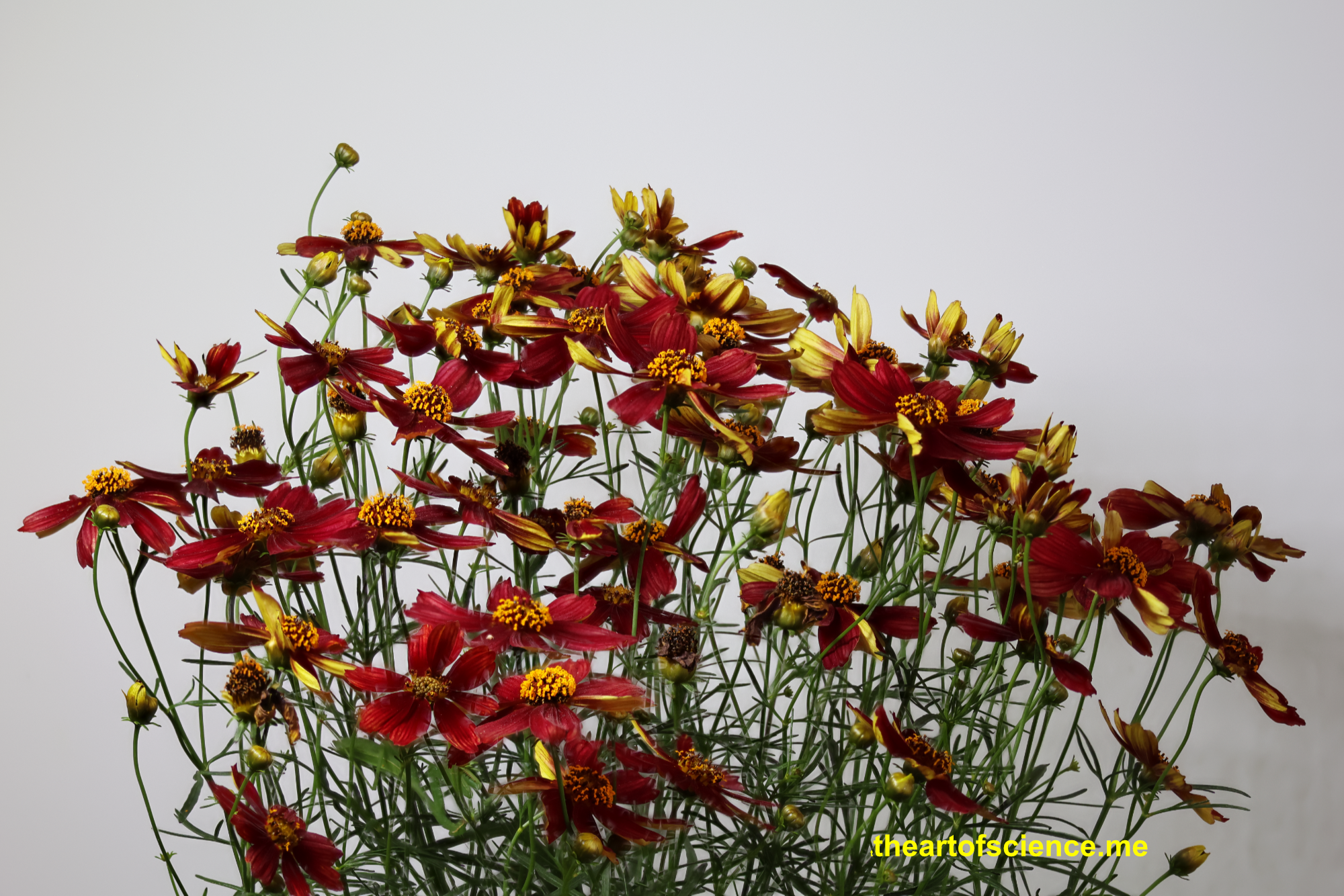 Make the most of Coreopsis, it never ends well.
