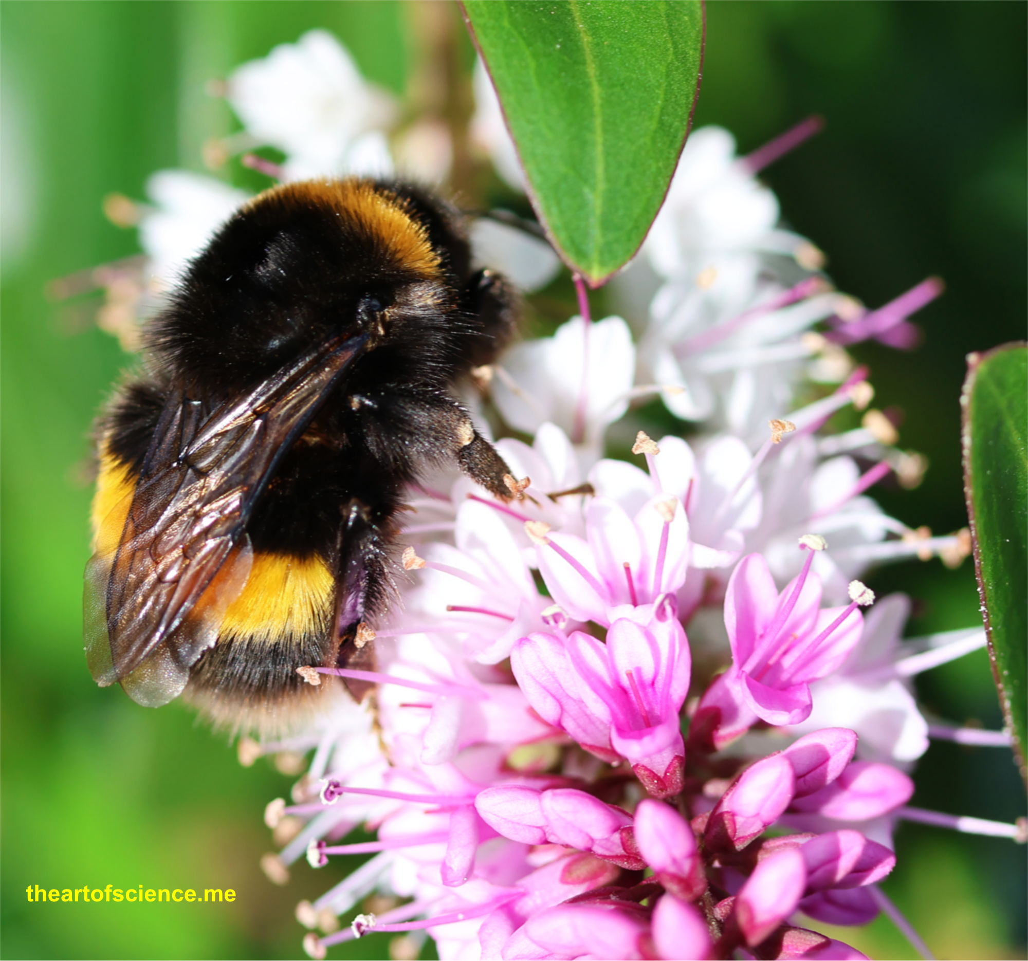 Baby wasps and big bees love koromiko.