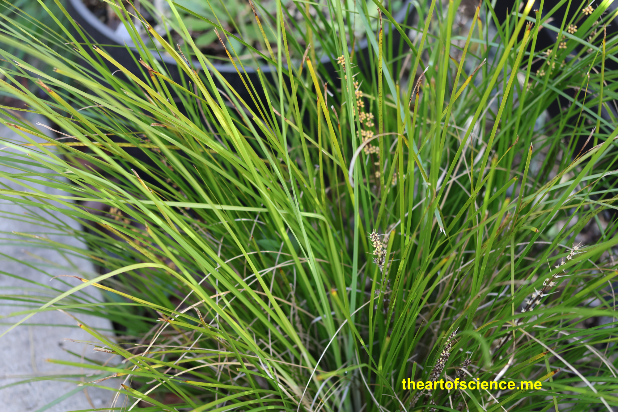 Hidden in the long grass, Lomandra Longifola.