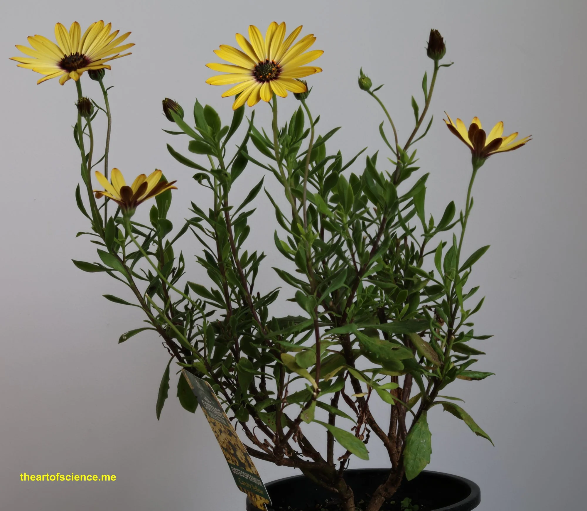 Osteospermum yellow, a bunch of flowers wrapped in petals.
