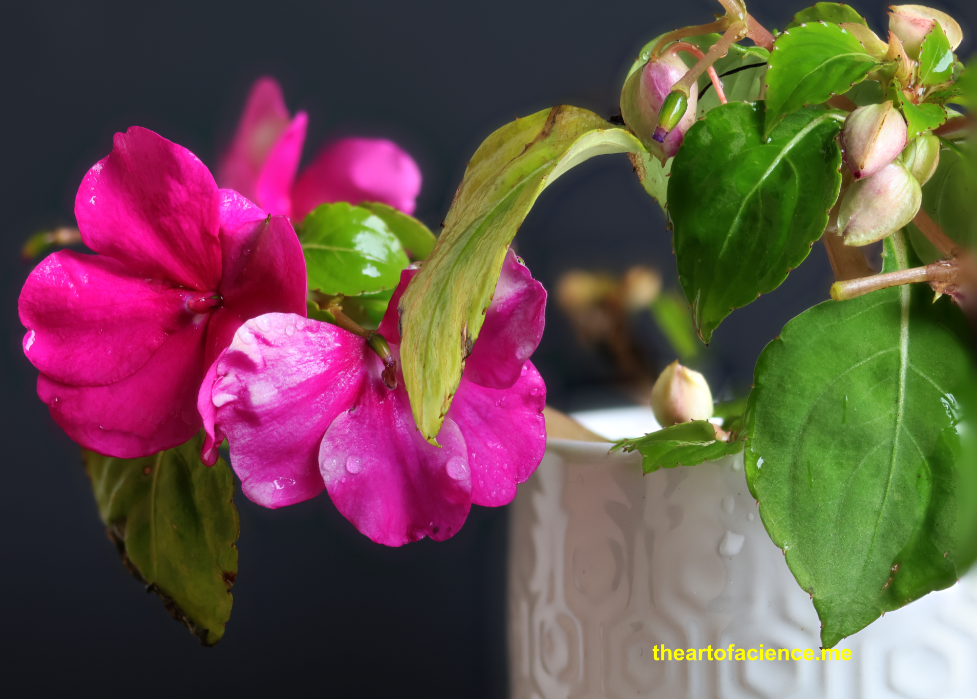 Impatiens Walleriana, gender fluid.
