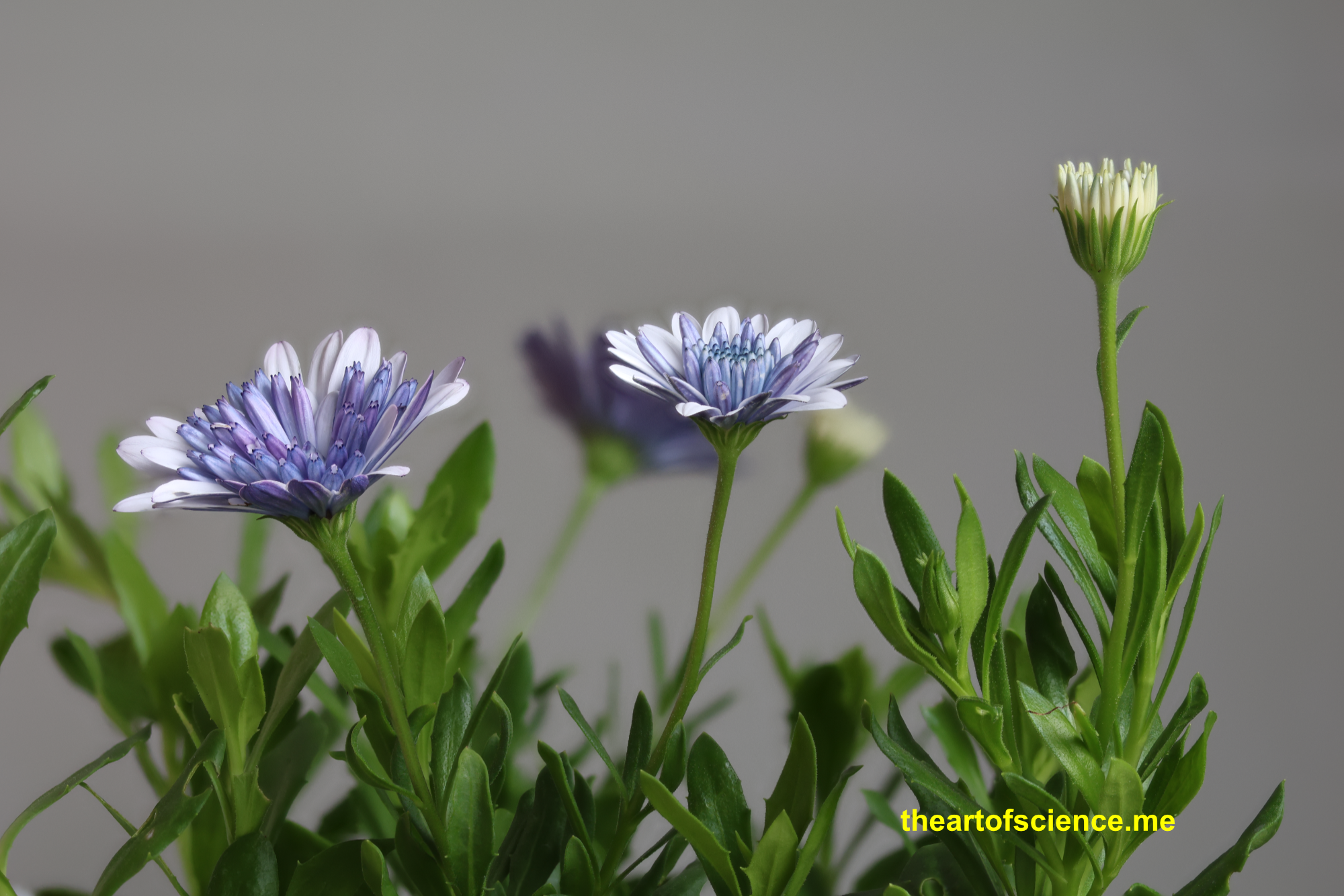 Osteospermum deepish purple.