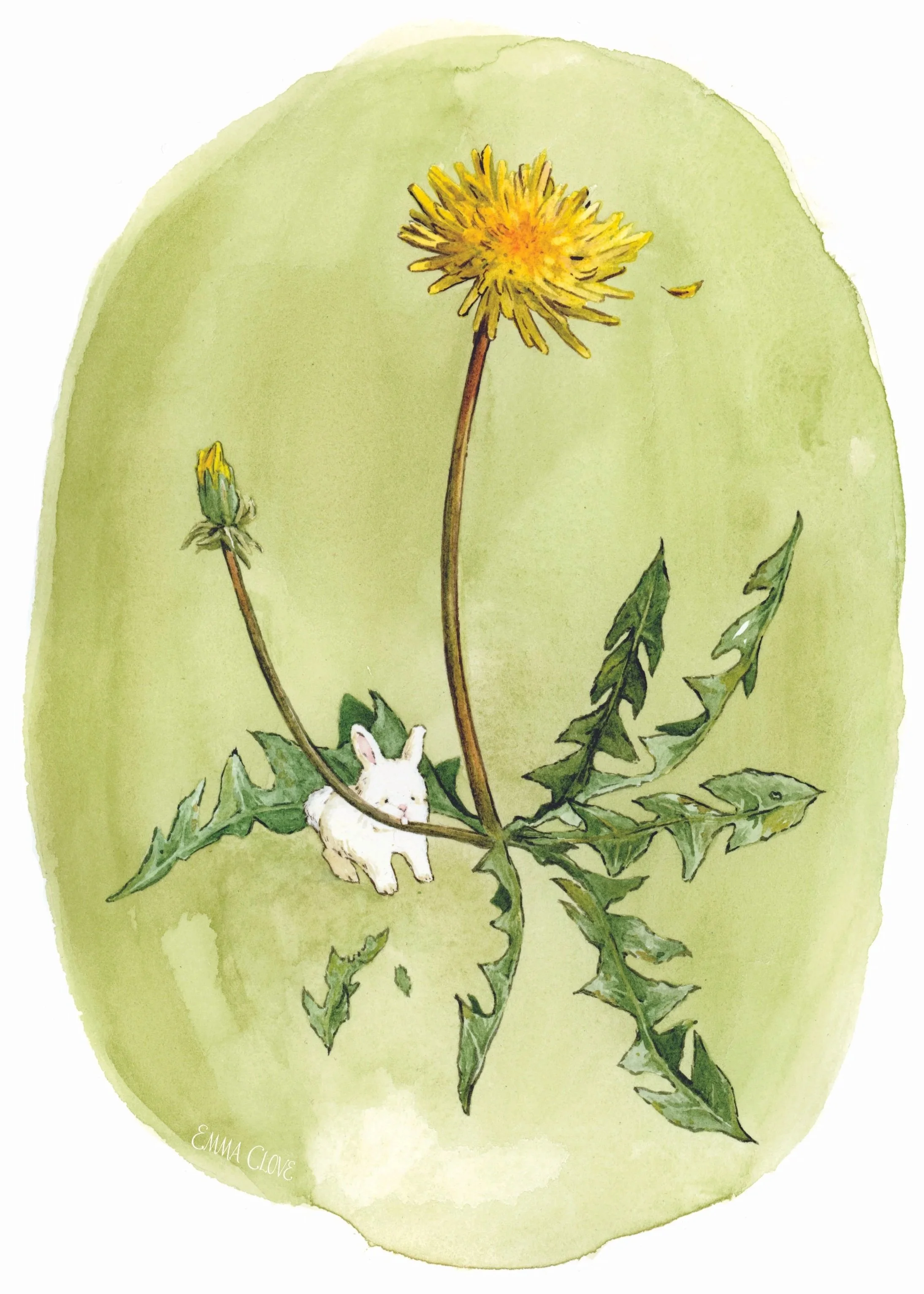 dandelionmed_5x7.jpg