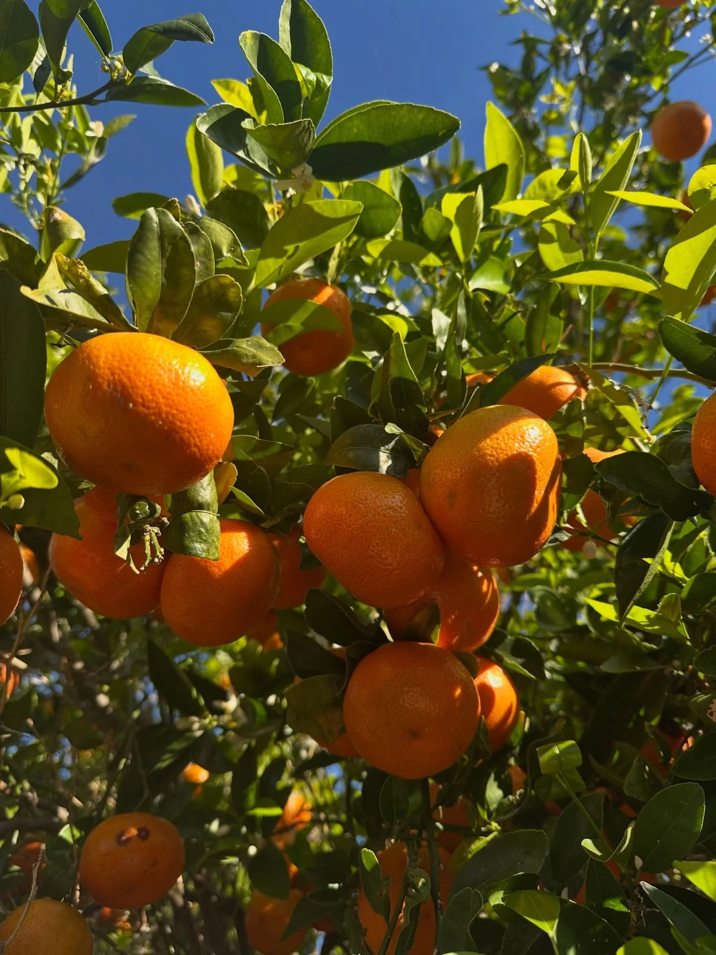 Farm visit opportunity!!
Next Saturday, one of our farm partners Dave is hosting a chance to get out to an organic farm and engage with locally grown fruit!

It&rsquo;s a U-Pick event set in an organic citrus grove in De Luz, California where you&rsq