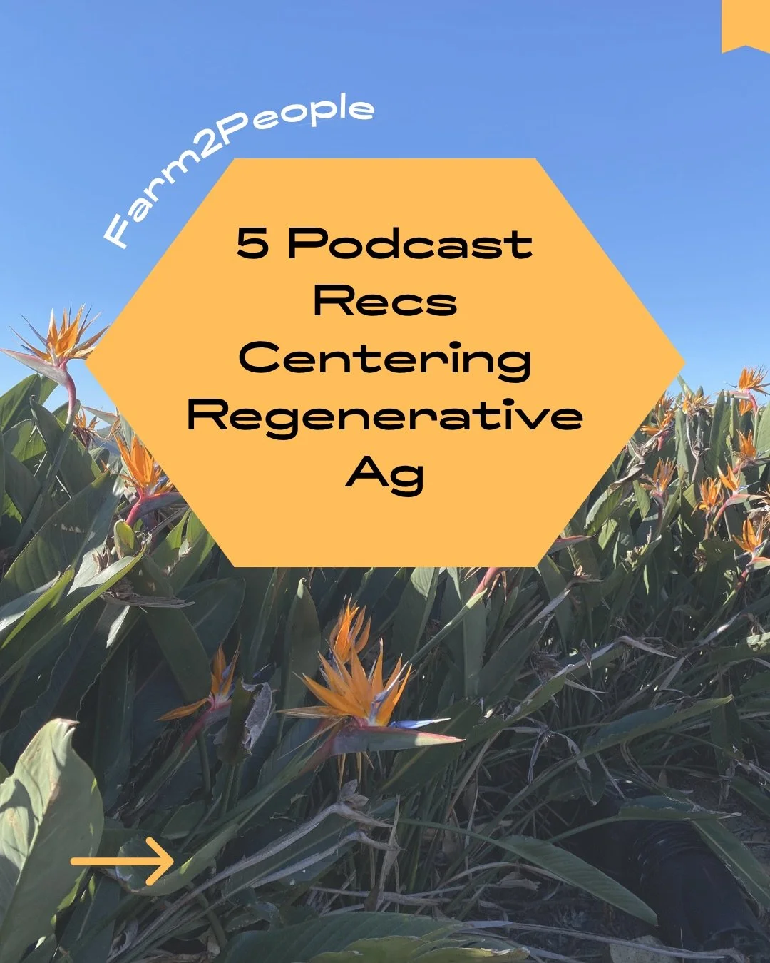 Check out Farm2People&rsquo;s roundup of podcast recs centering conversations about Regenerative Ag and ecological farming practices! These series and episodes range from local and familiar CA folks (hello CAFF and Roots of Change!) to other regenera