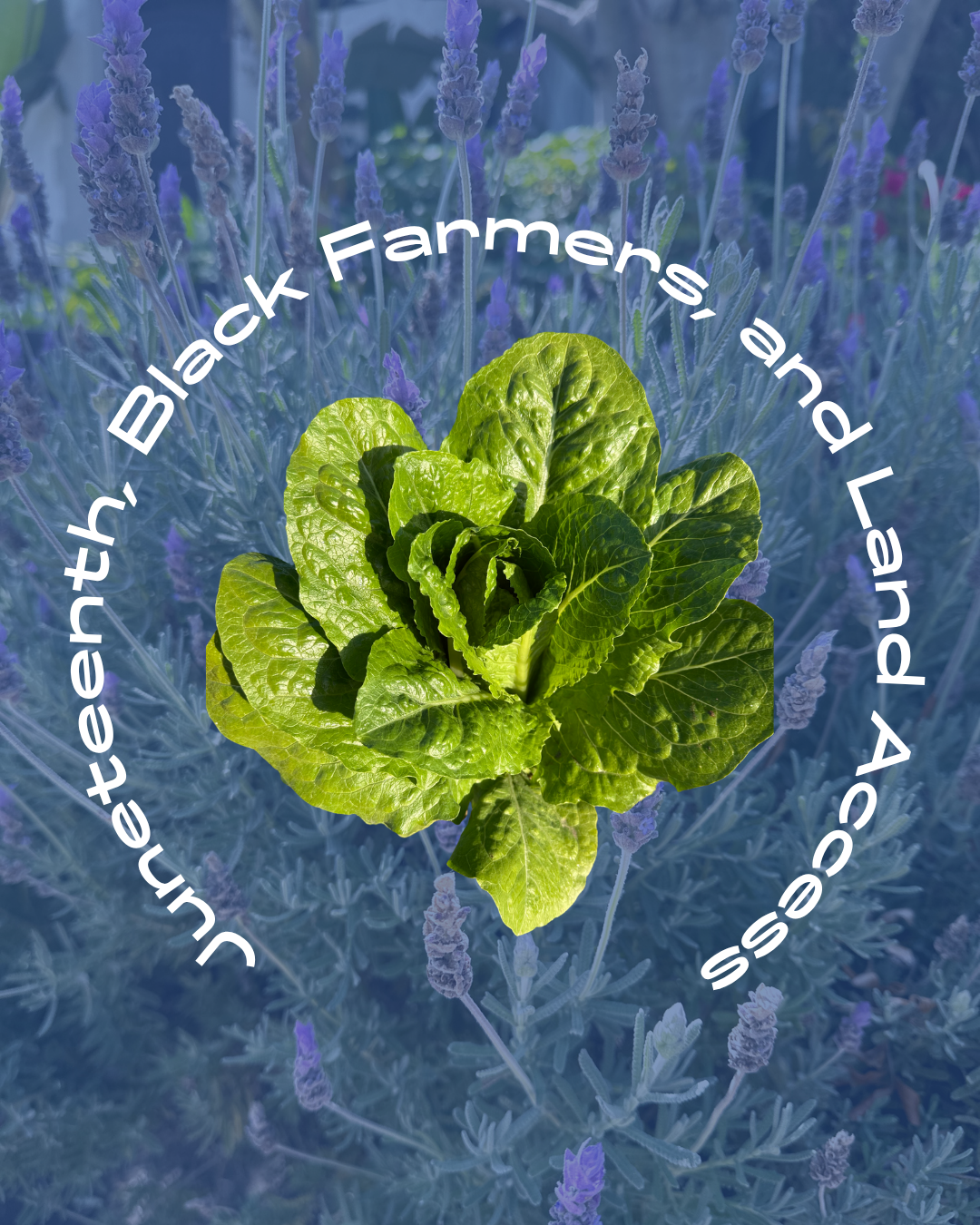 Juneteenth, Black Farmers, and Land Access