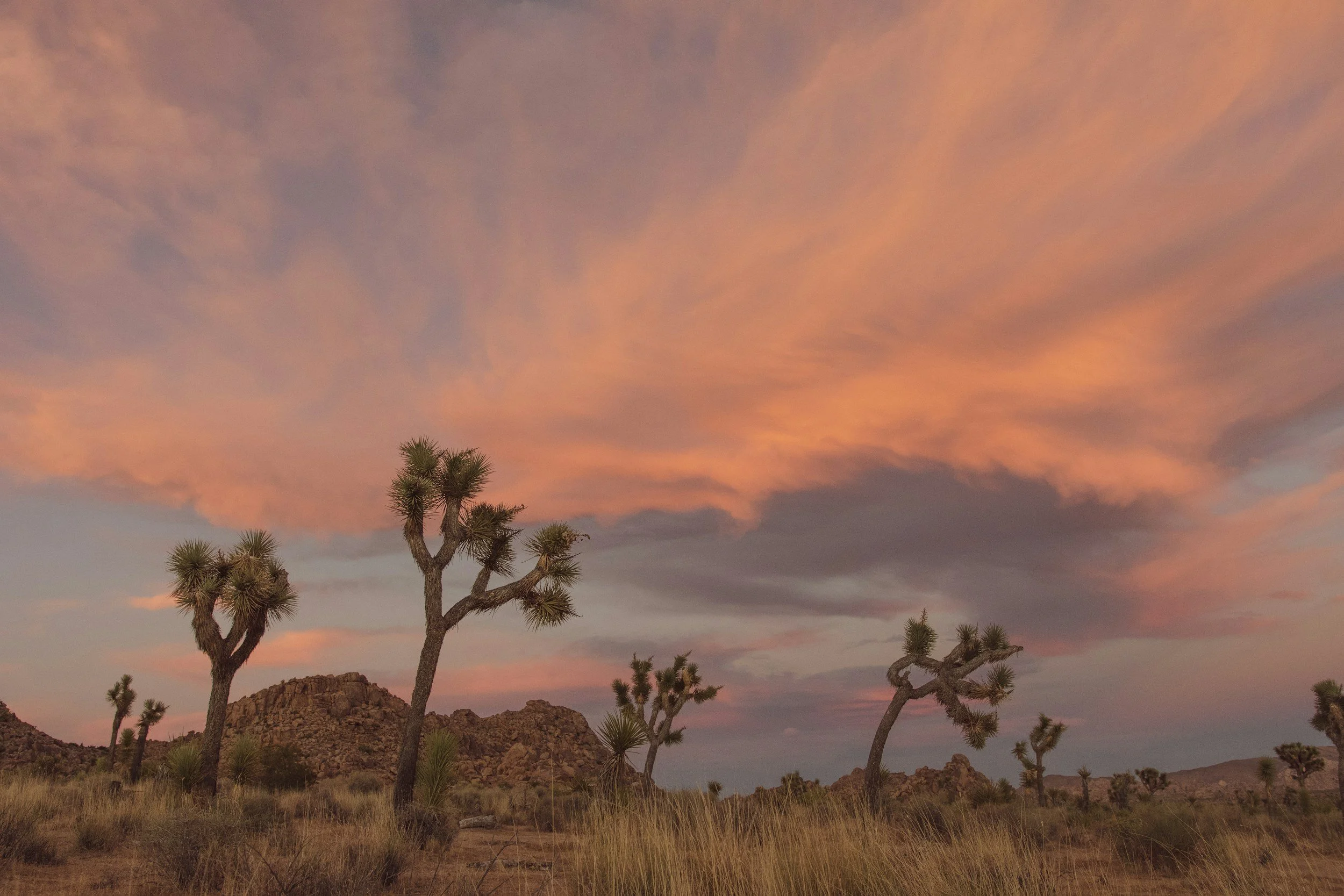 Joshua Trees with a vivid sunset and rock formations in the background