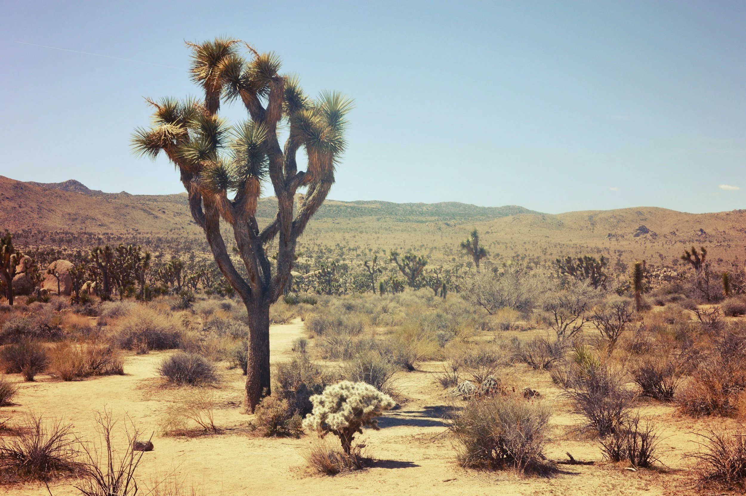 a Joshua Tree in the foreground with the hot desert behind