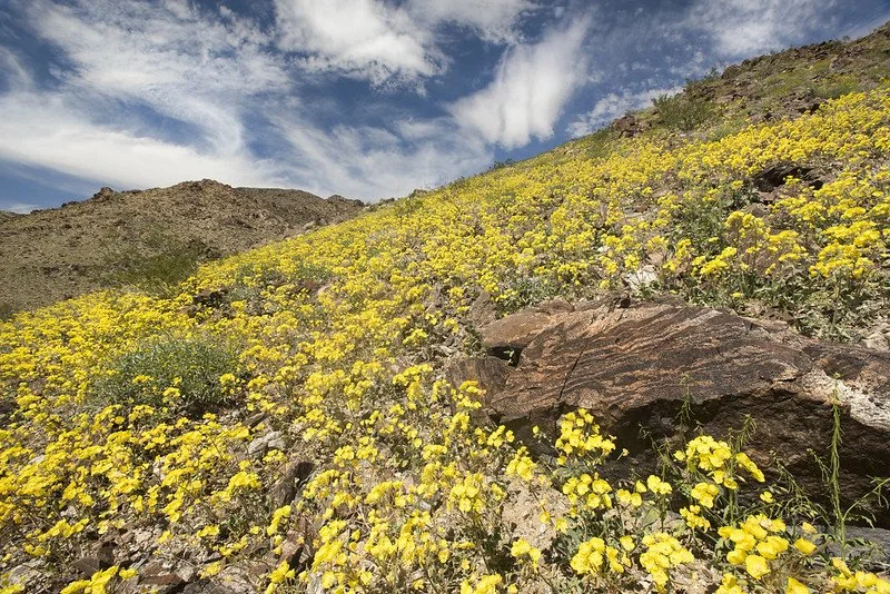a hillside covered in yellow wildflowers in Joshua Tree
