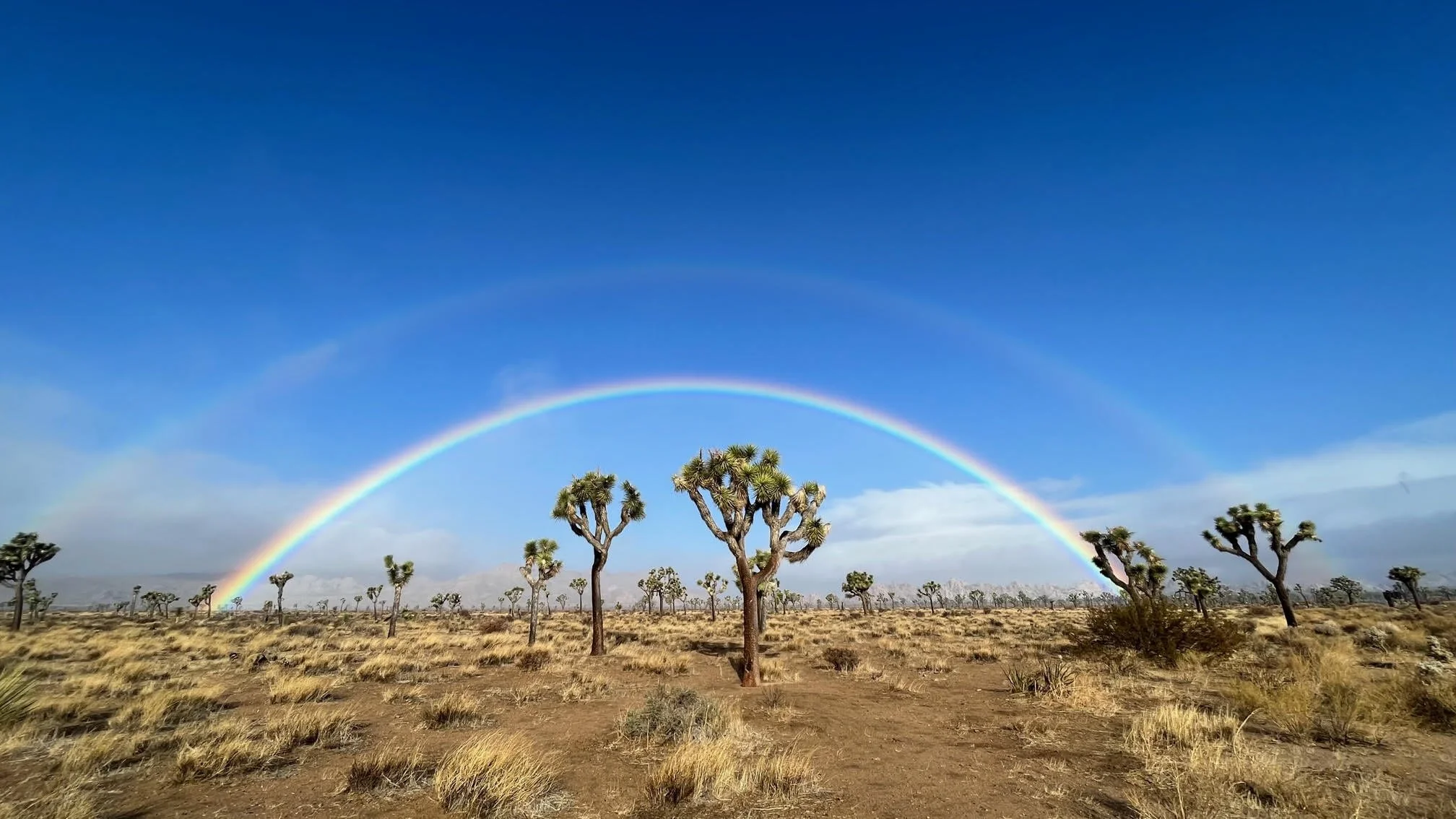 Inclusive Rock Climbing Joshua Tree — Mojave Guides