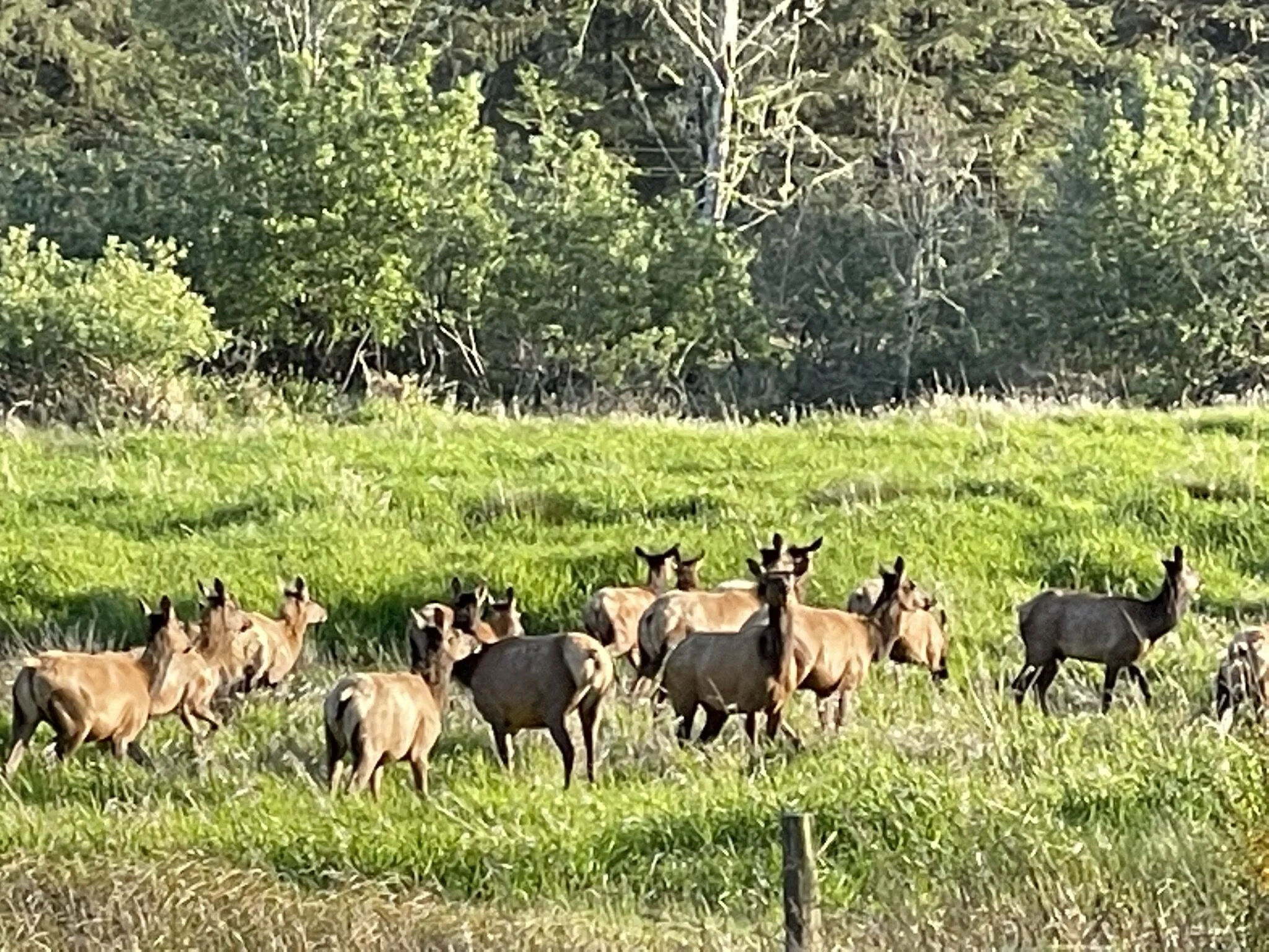 Kathleen Terner Elk on highway 38.jpeg