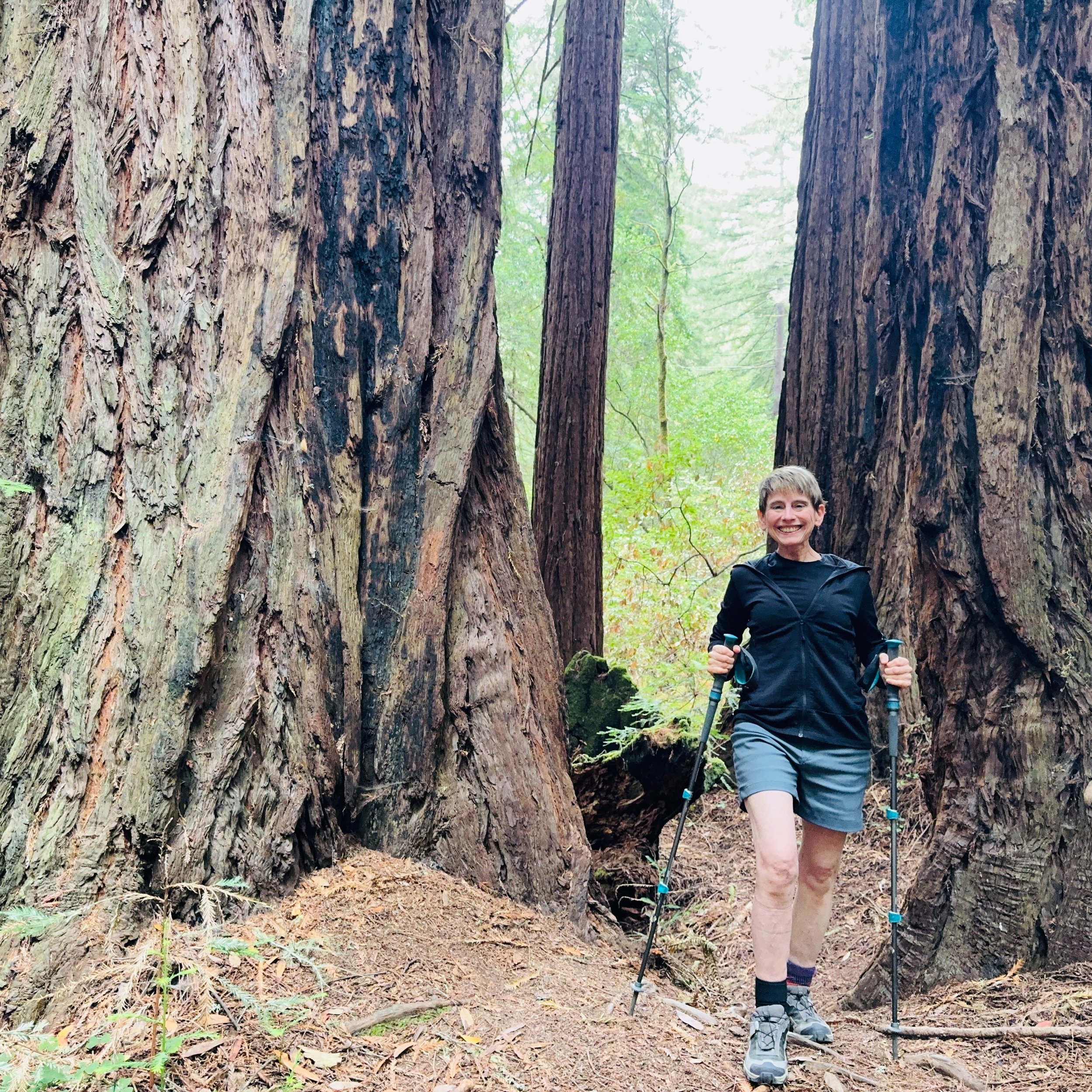 Muir Woods was downright magical, featuring towering groves of ancient coast redwoods with deeply furrowed, rich reddish-brown bark, massive moss draped sweeping branches sporting flat sprays of delicate evergreen needles, and tops reaching up into t