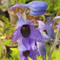 Delphinium Maackianum