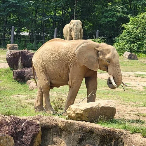 Elephant3.jpg