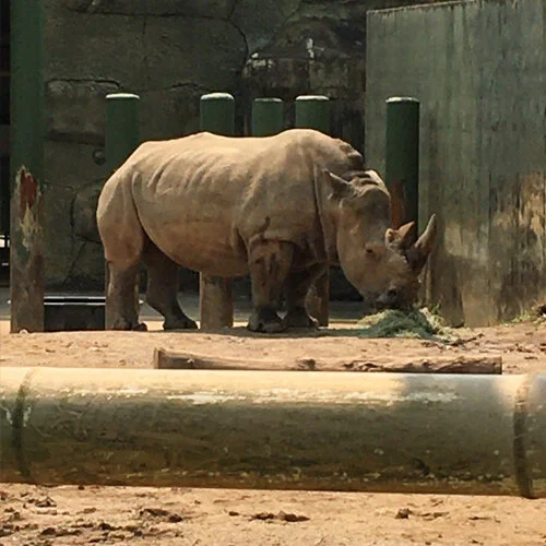 Rhino1.jpg