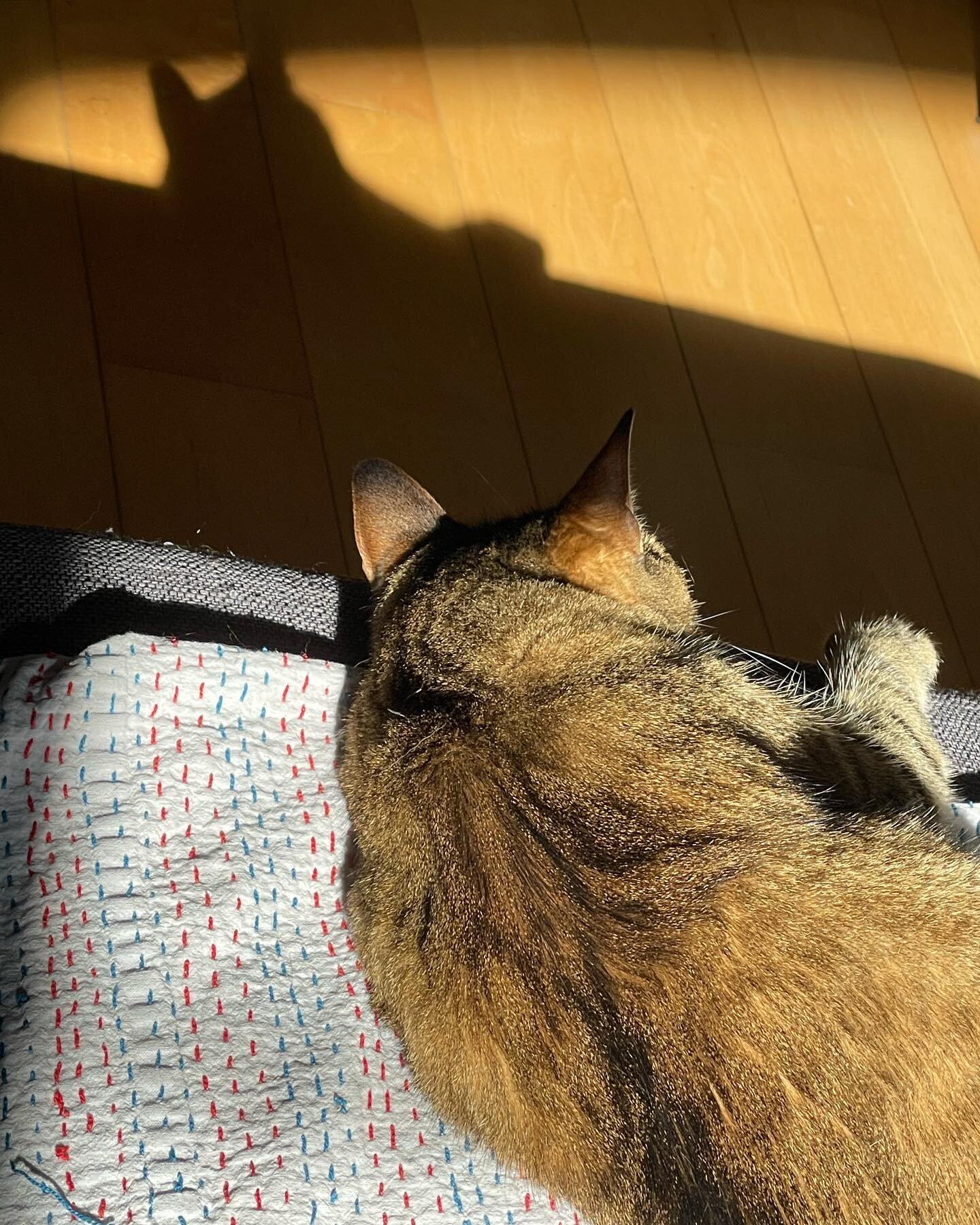 Today, we #celebrate the #americanworker on this #laborday &hellip;. I hope your #holiday is an awesome 😎 one. Here, #momo the #cat takes a moment to chill and watch his #shadow. #happylaborday 👏#mondayvibes