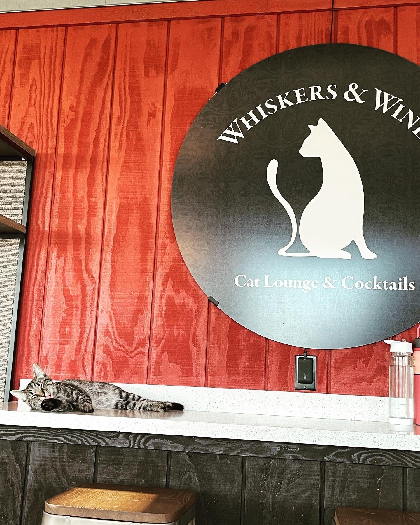 Recently, #thehubby and I discovered the #mostadorable #amazing place!! It&rsquo;s @whiskersandwinebar and I&rsquo;d like to invite everyone to come over and experience it 🥰. You can pet (and adopt) the sweetest #catsandkittens &hellip;and have some