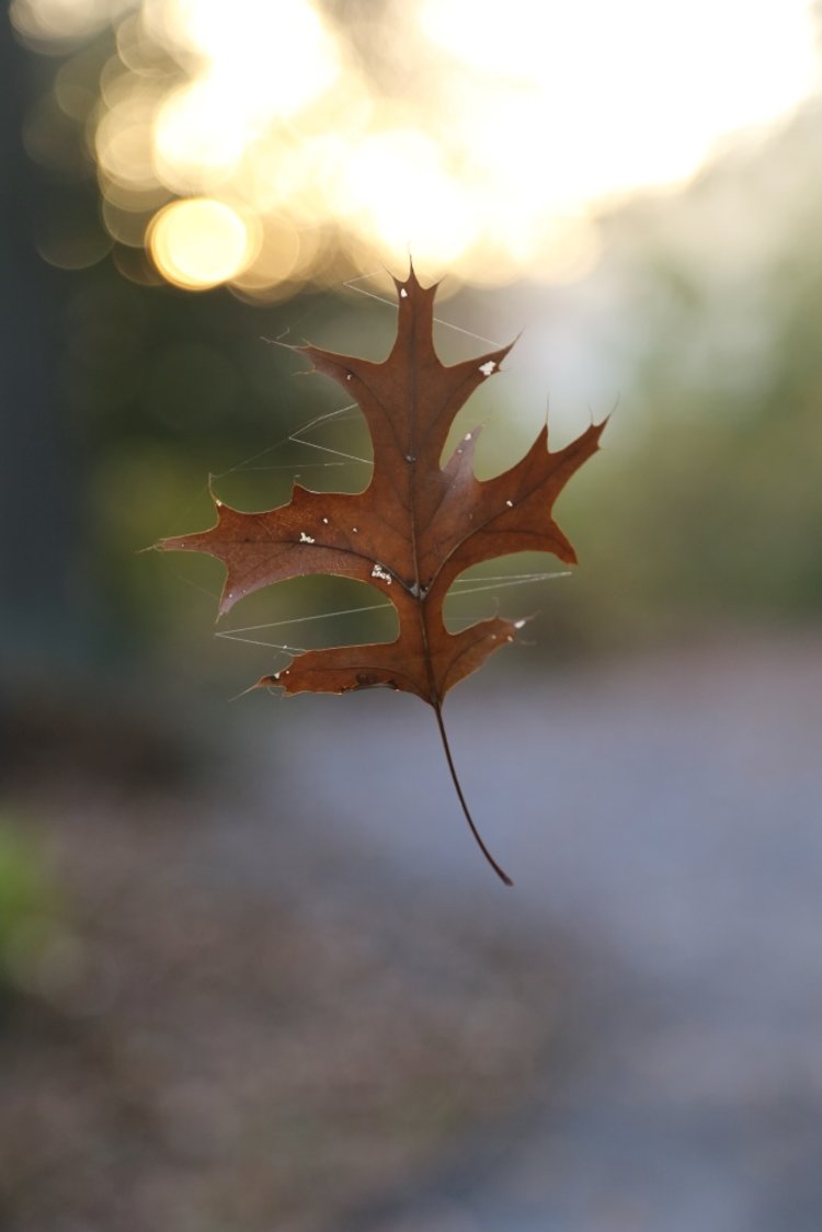 Hanging Leaf