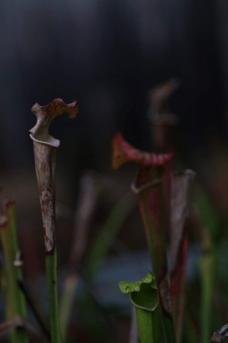 Carnivorous Plants 2