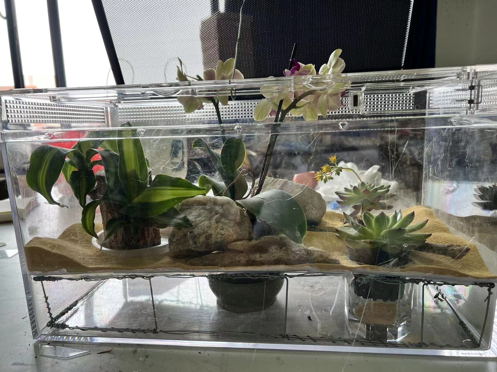 Middle School Transdisciplinary Personal Project Reptile Habitat 4