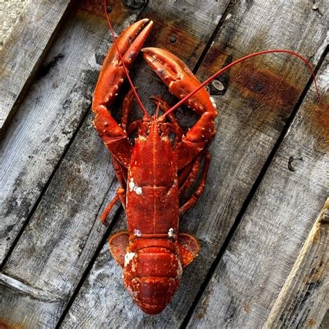 Whole Cooked Obster.jpg