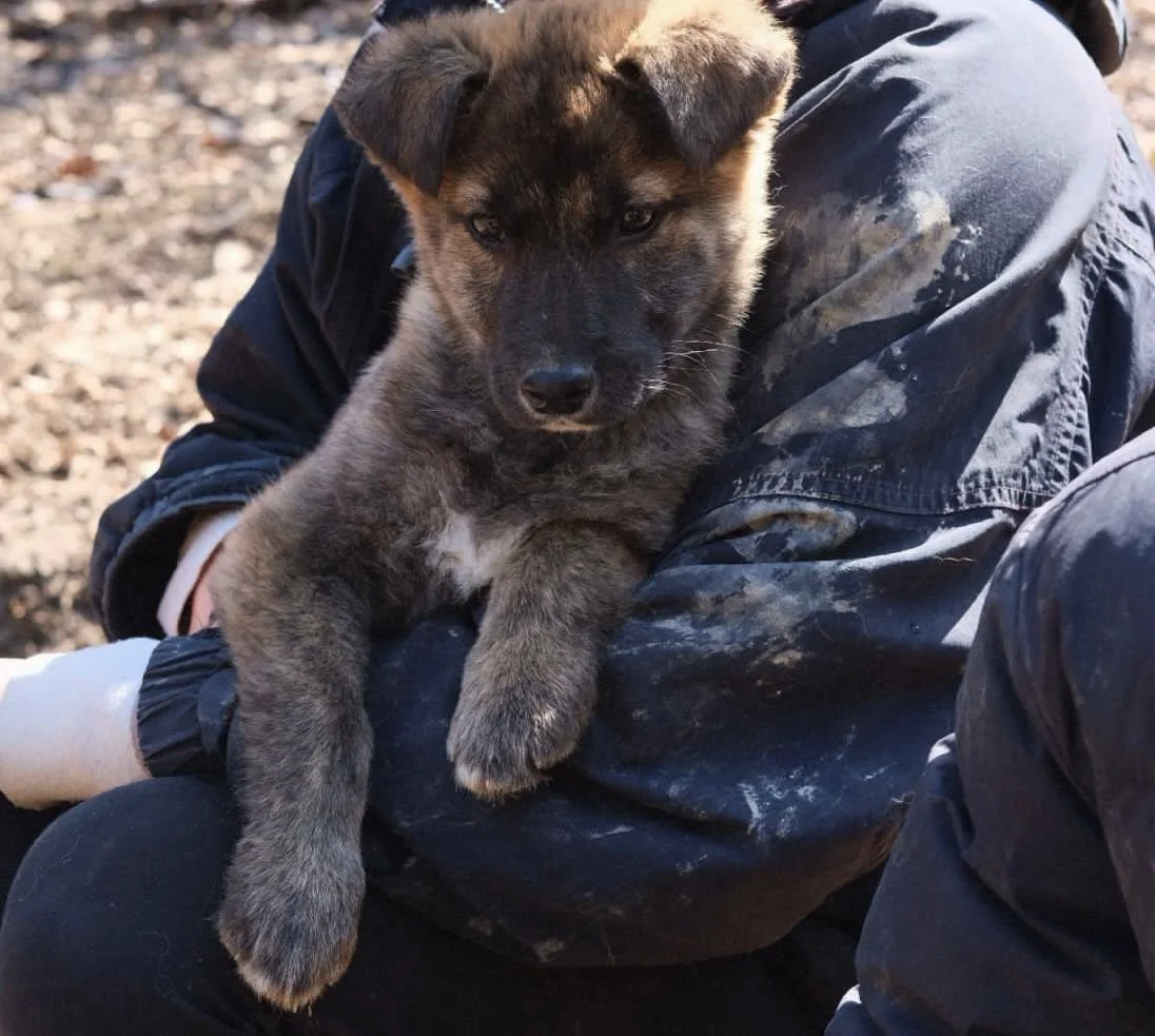 Ab in den Hundeshelter