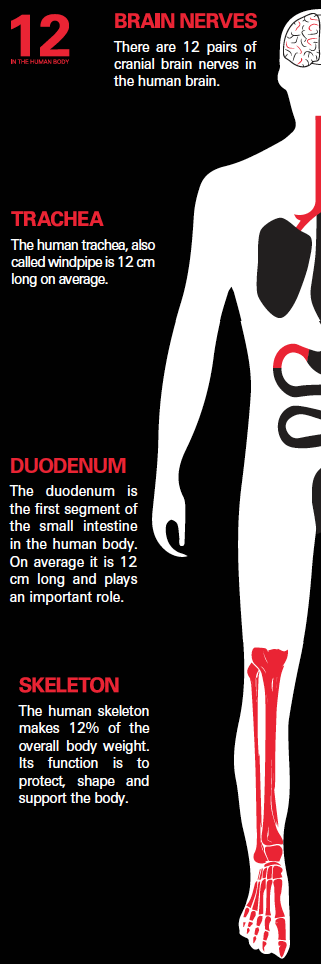 12 in the human body | card