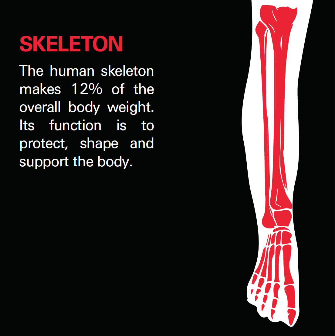 12 in the human body | card