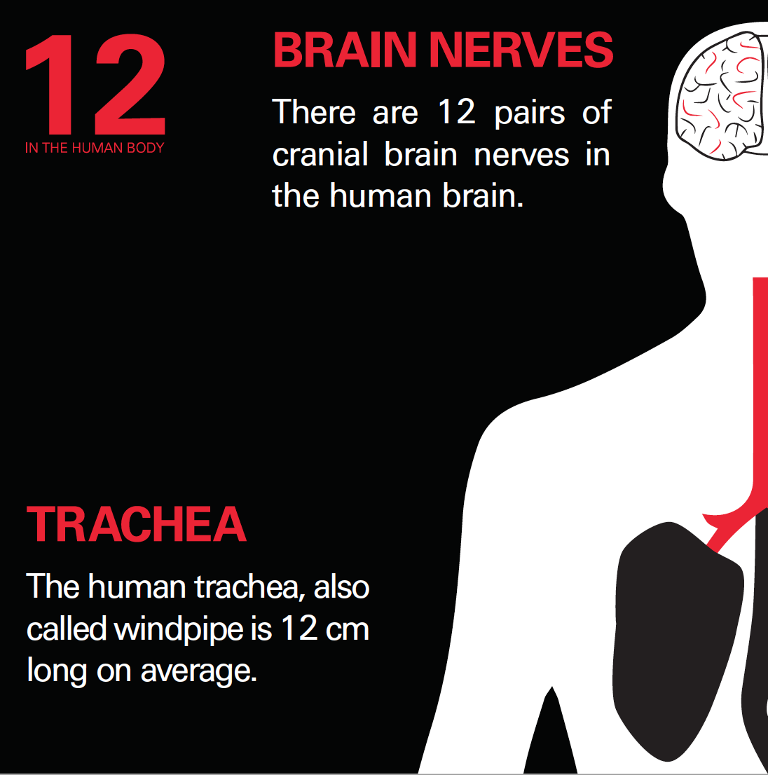 12 in the human body | card