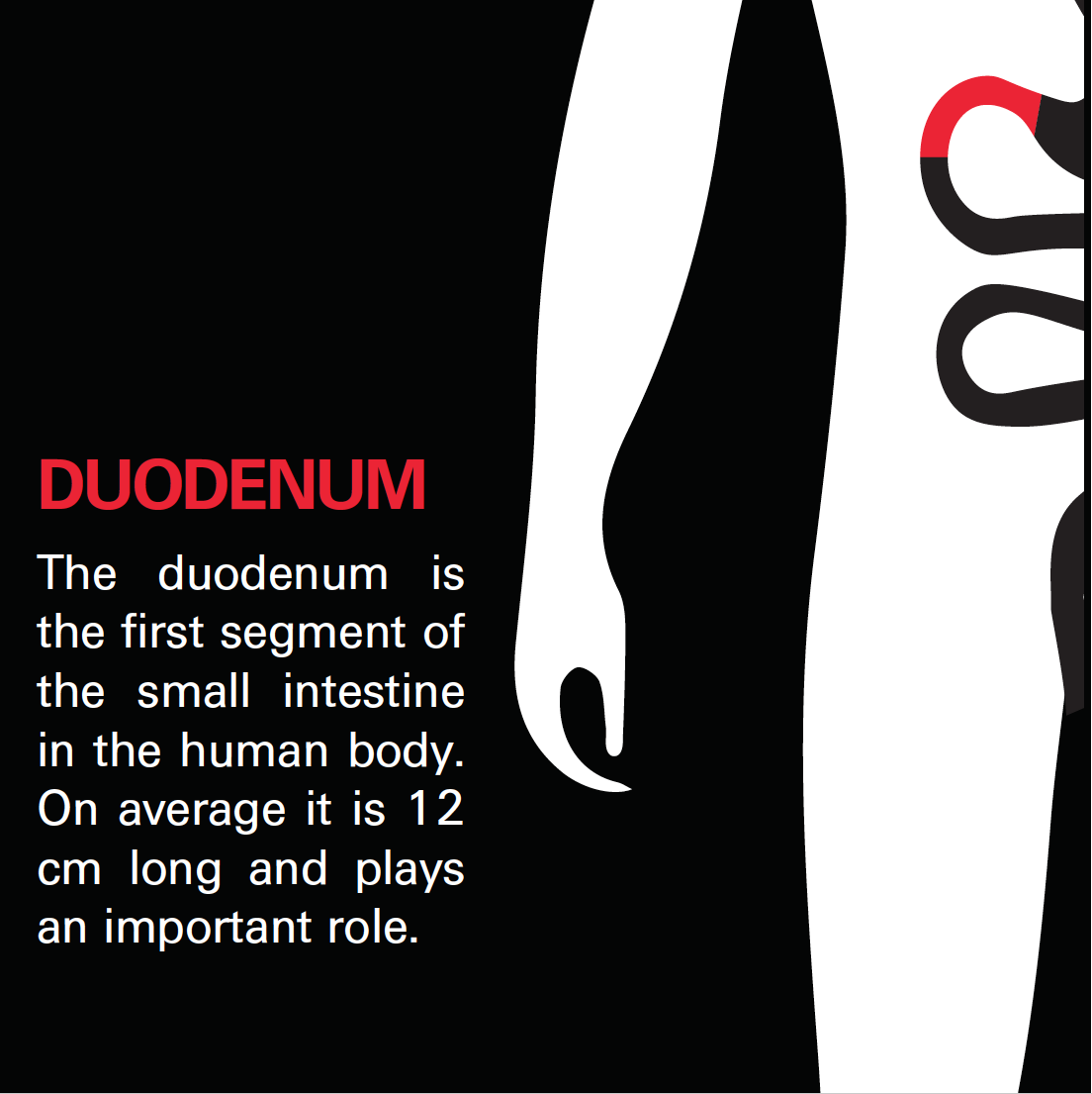 12 in the human body | card