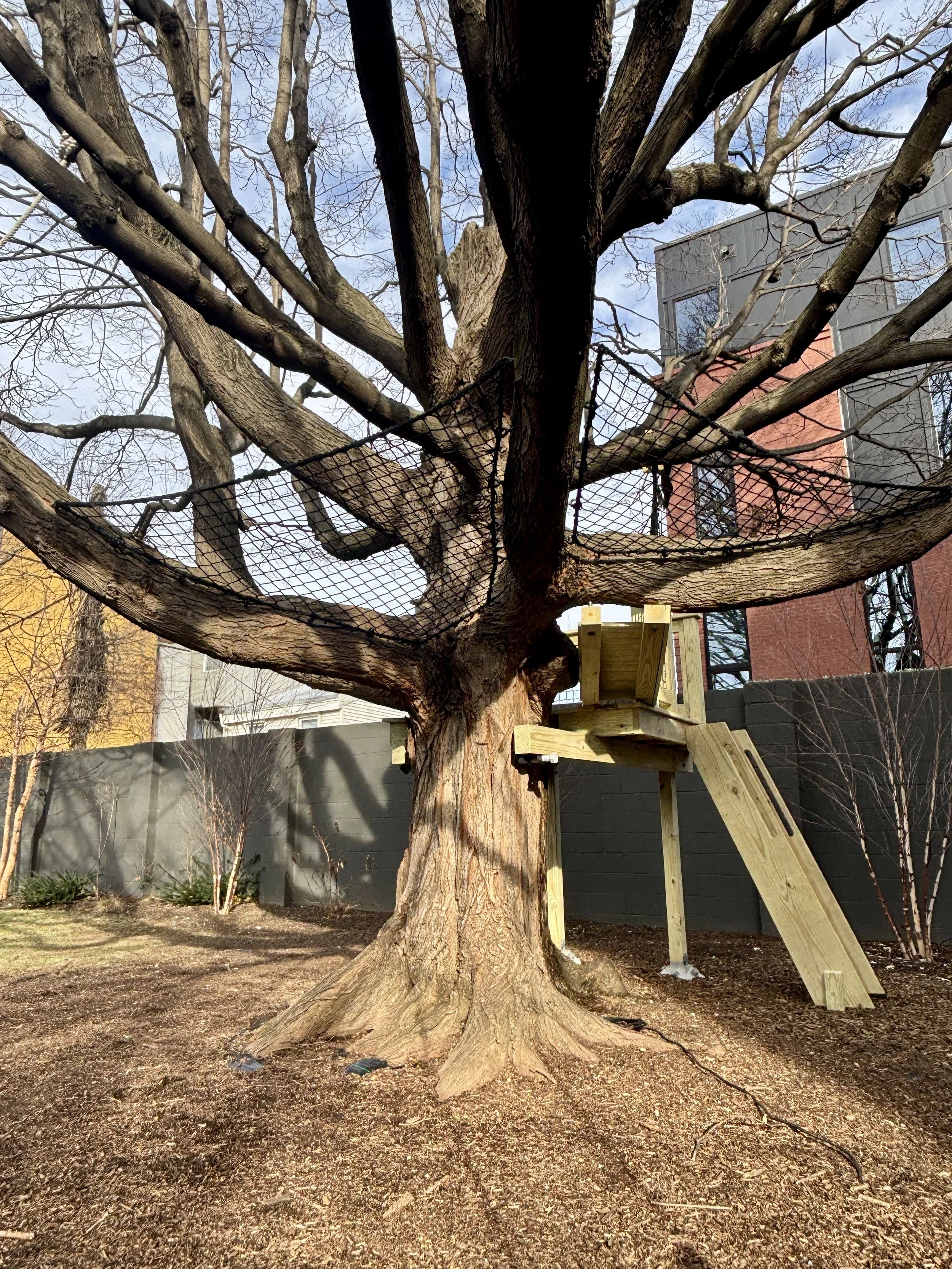 A large tree with multiple branches and a wooden platform with stairs attached to it, set in a backyard with a fence and neighboring buildings visible in the background on a clear, partly cloudy day.
