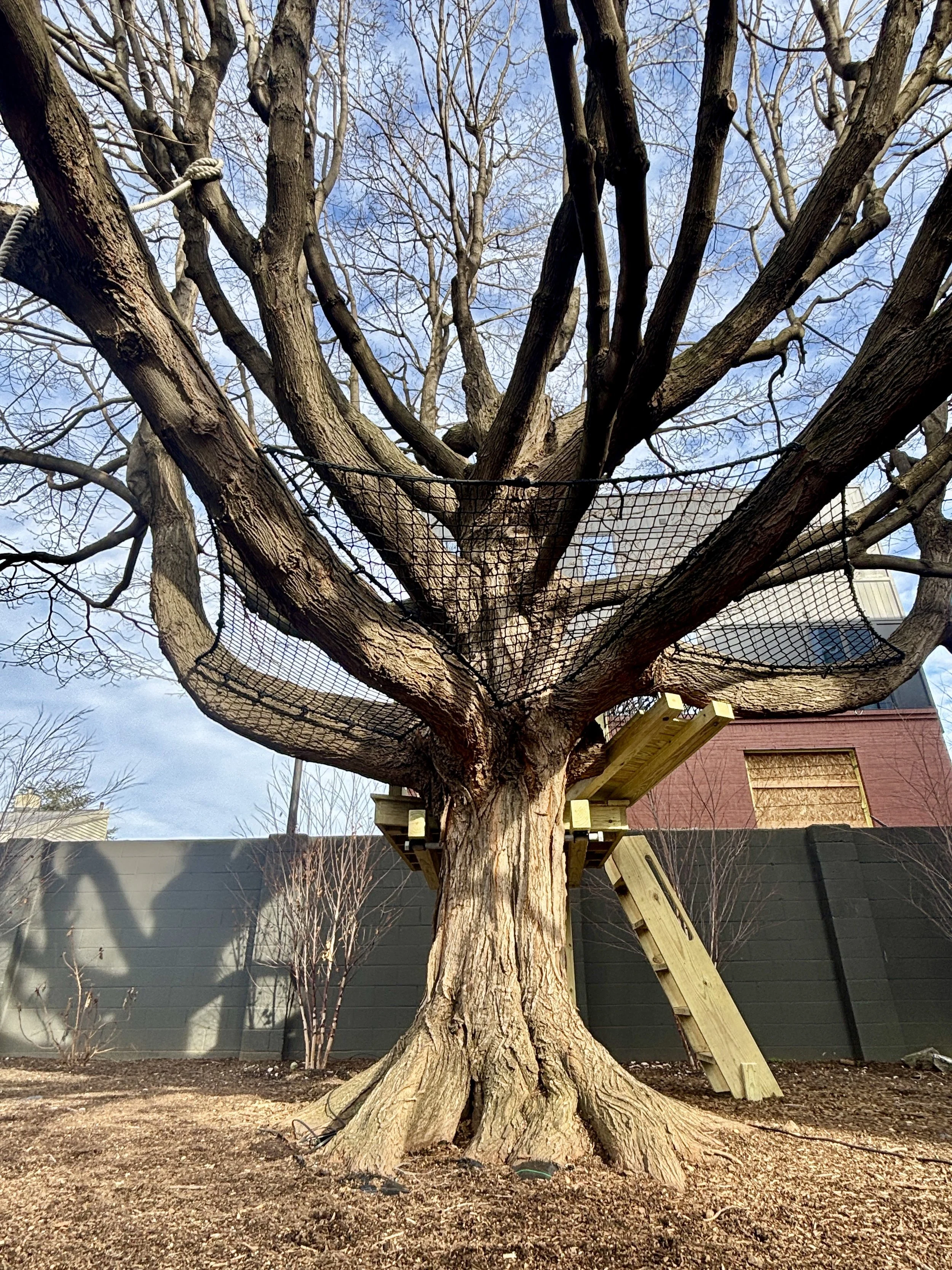 A large tree with sturdy branches and a thick trunk, surrounded by a construction platform with a safety net, wooden stairs, and a black fence in the background. The sky is blue with few clouds.