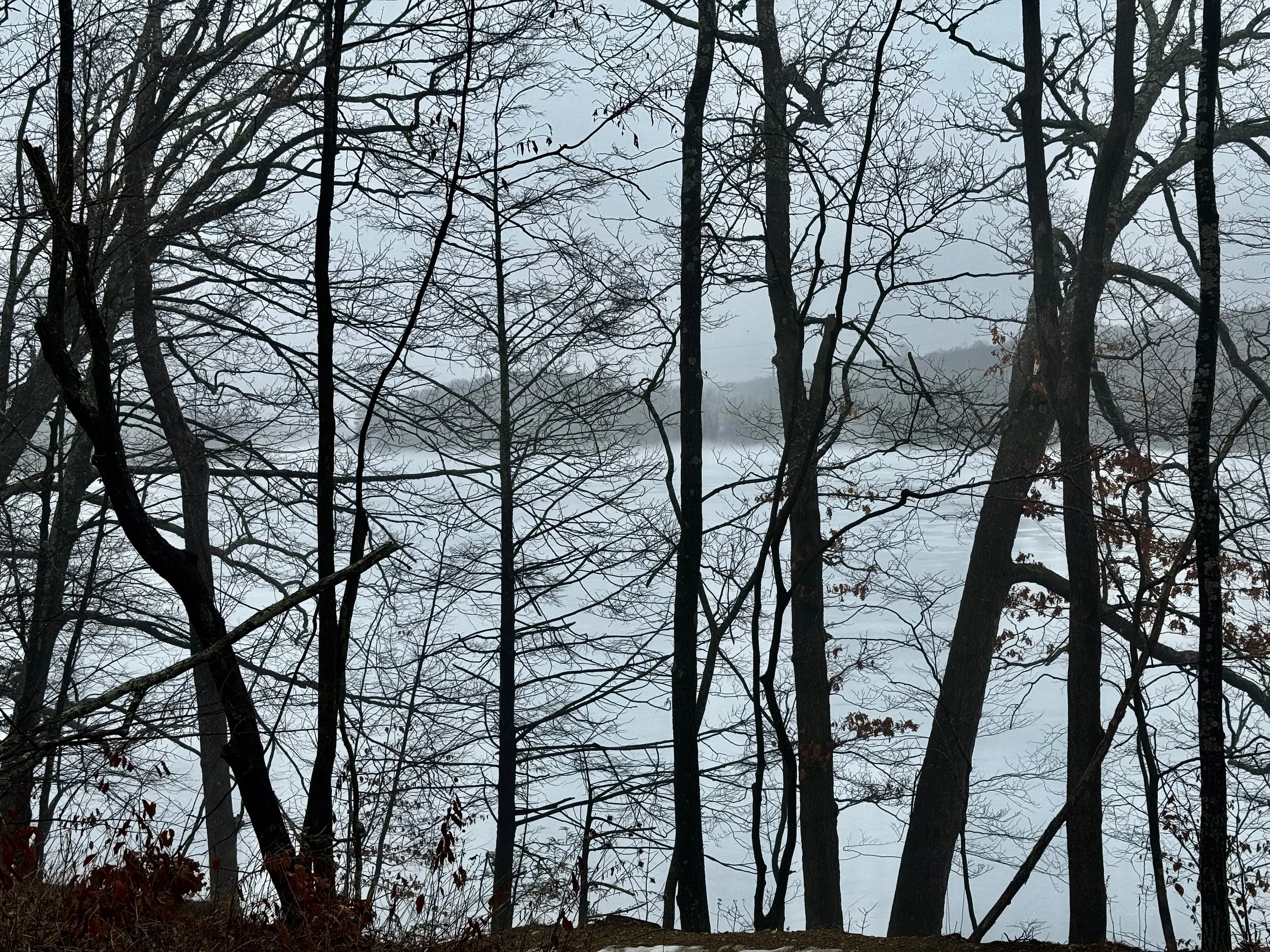 A serene view of a frozen lake seen through bare winter trees in a New Jersey forest, representing the importance of shifting perspective on familiar paths.