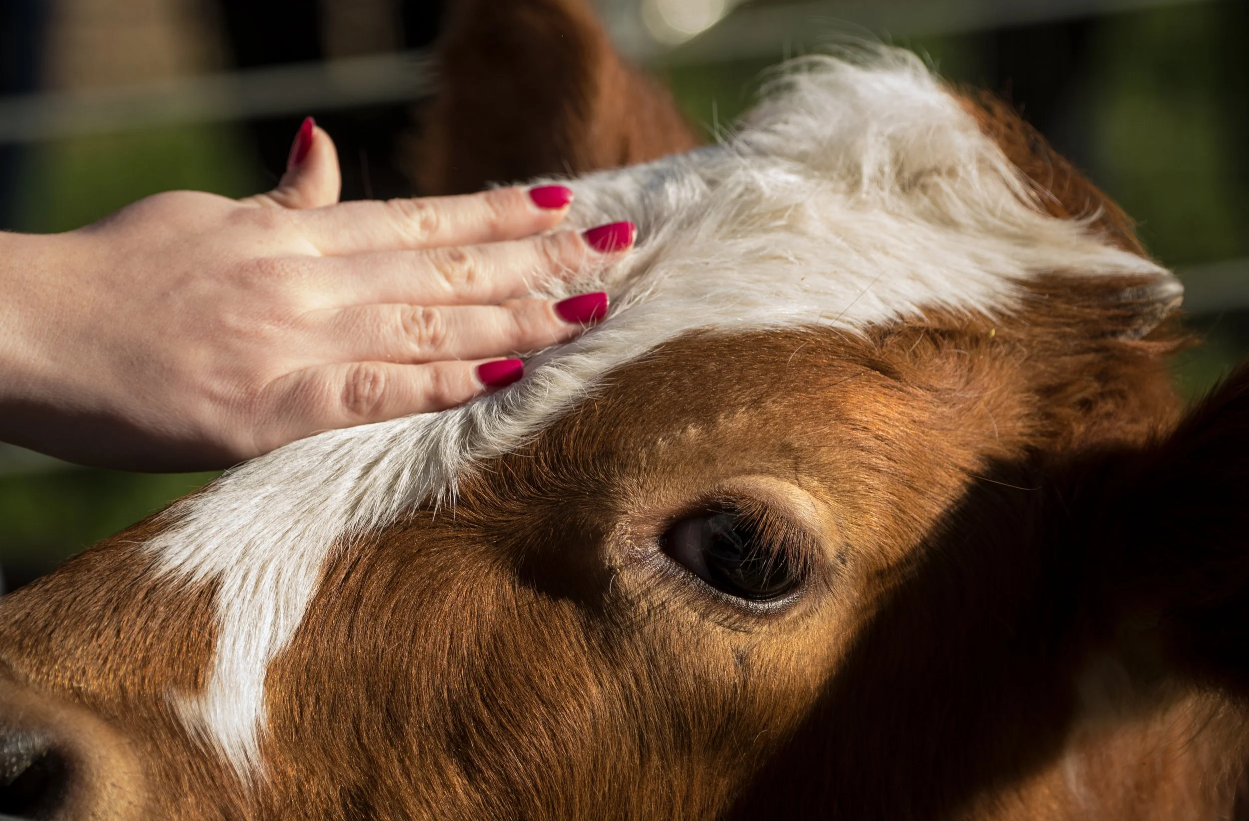 Blessing of Animals