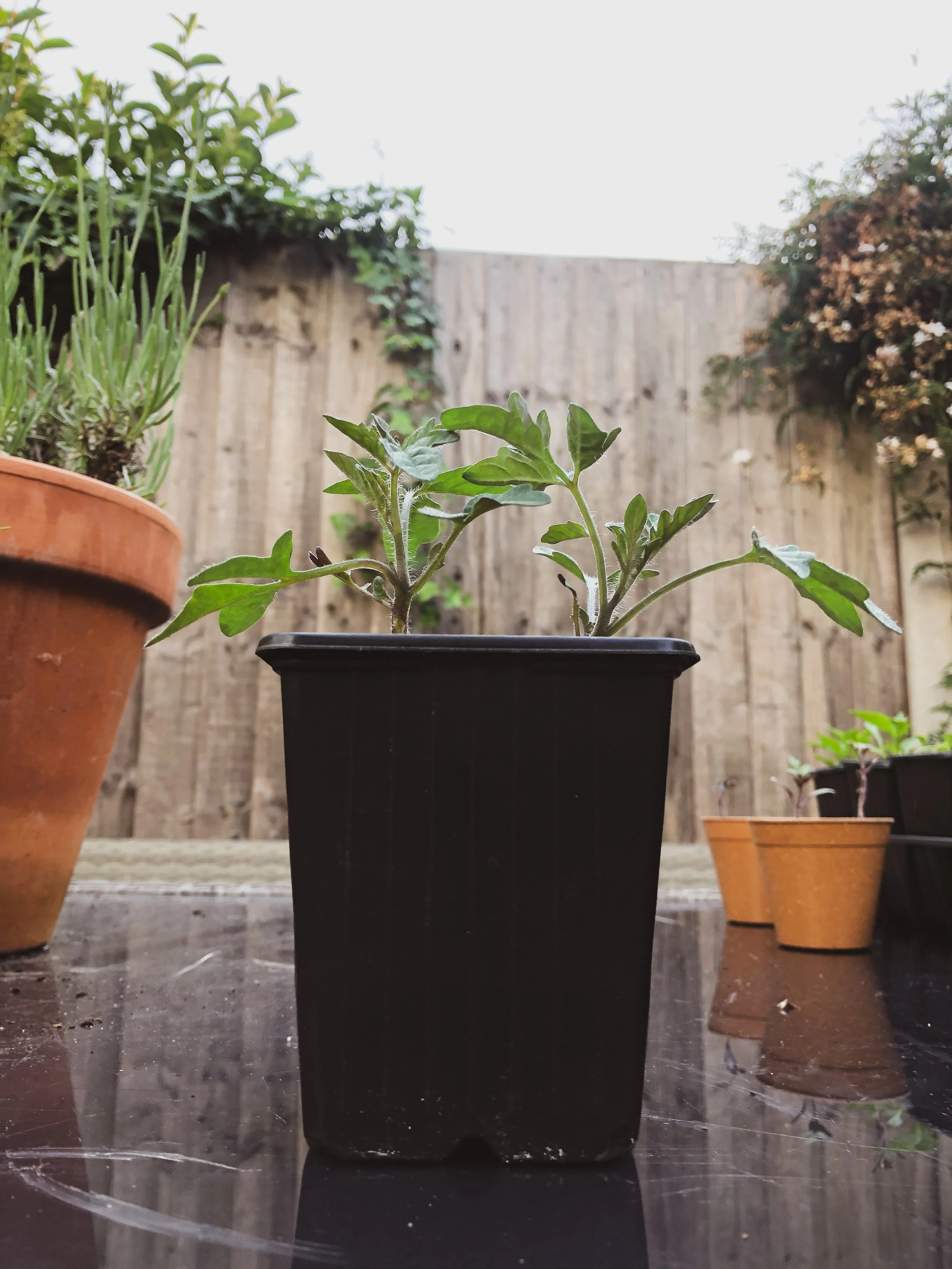 How to Kill Your Seedlings… — The Grow Guide Seasonal gardening