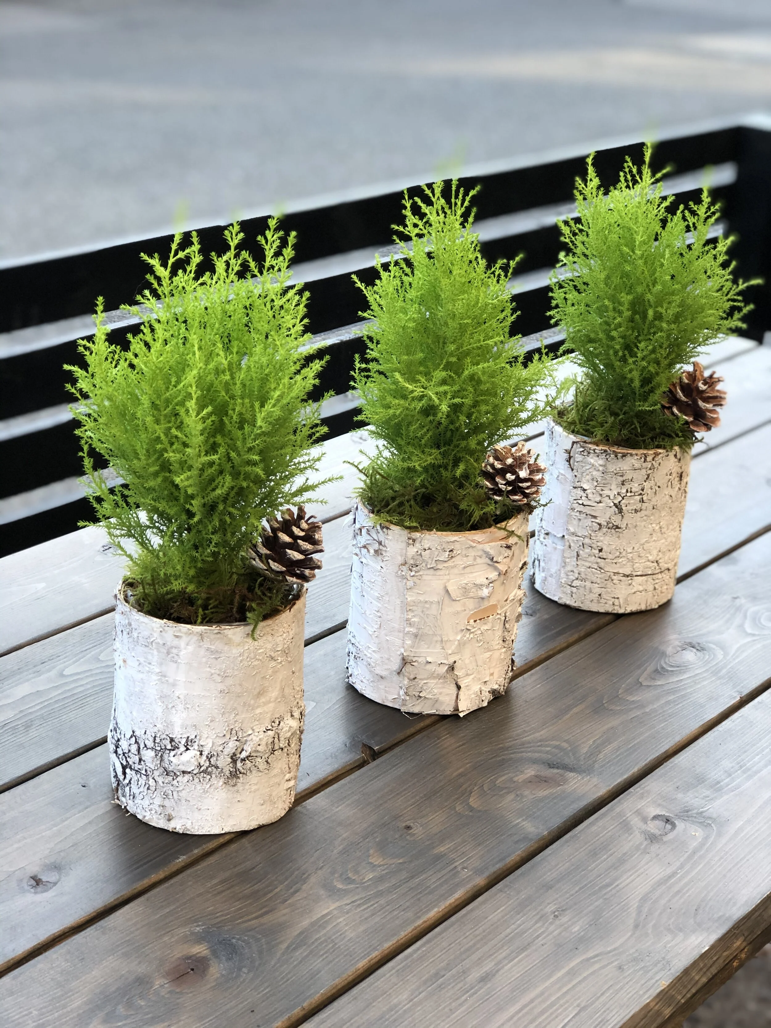 Potted Trees Small and Large